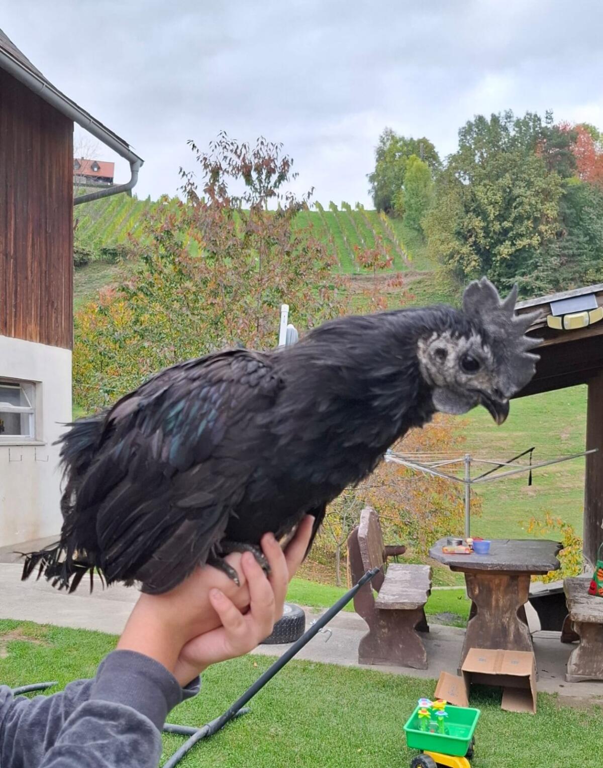 Ayam Cemani 3