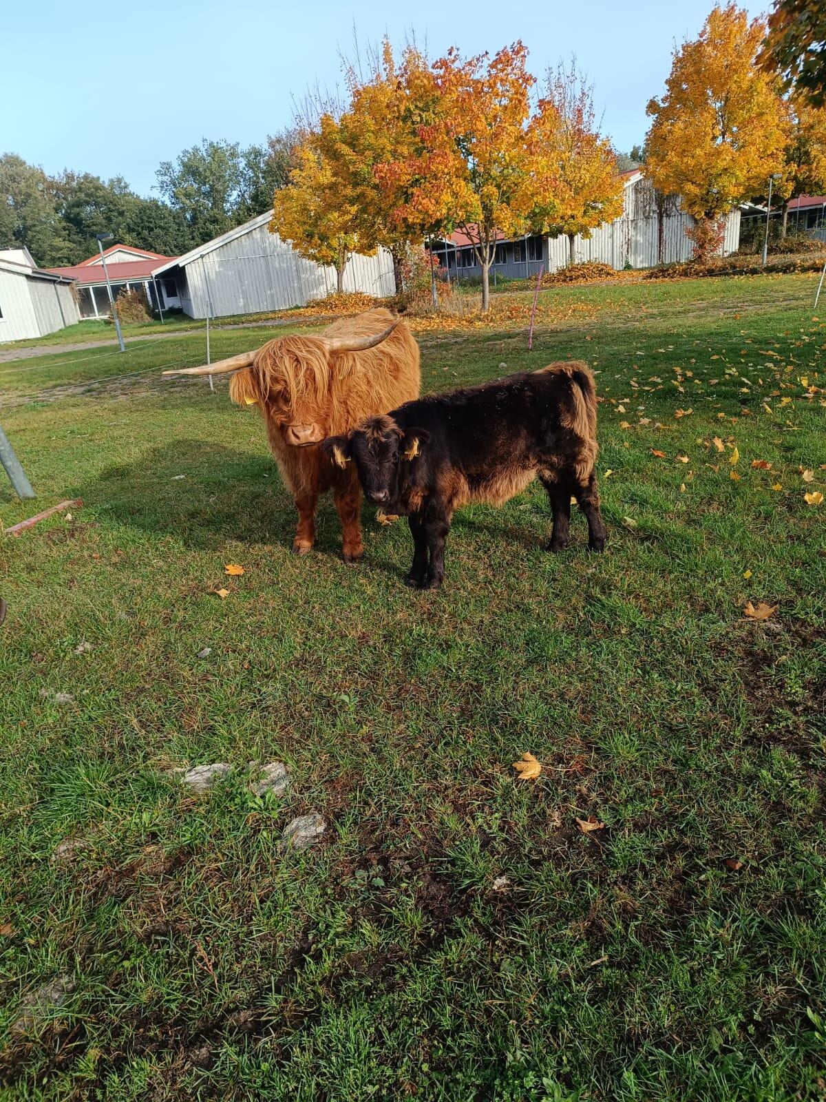 Schottische Hochland-Kuh mit Bullenkalb vom Angus 1