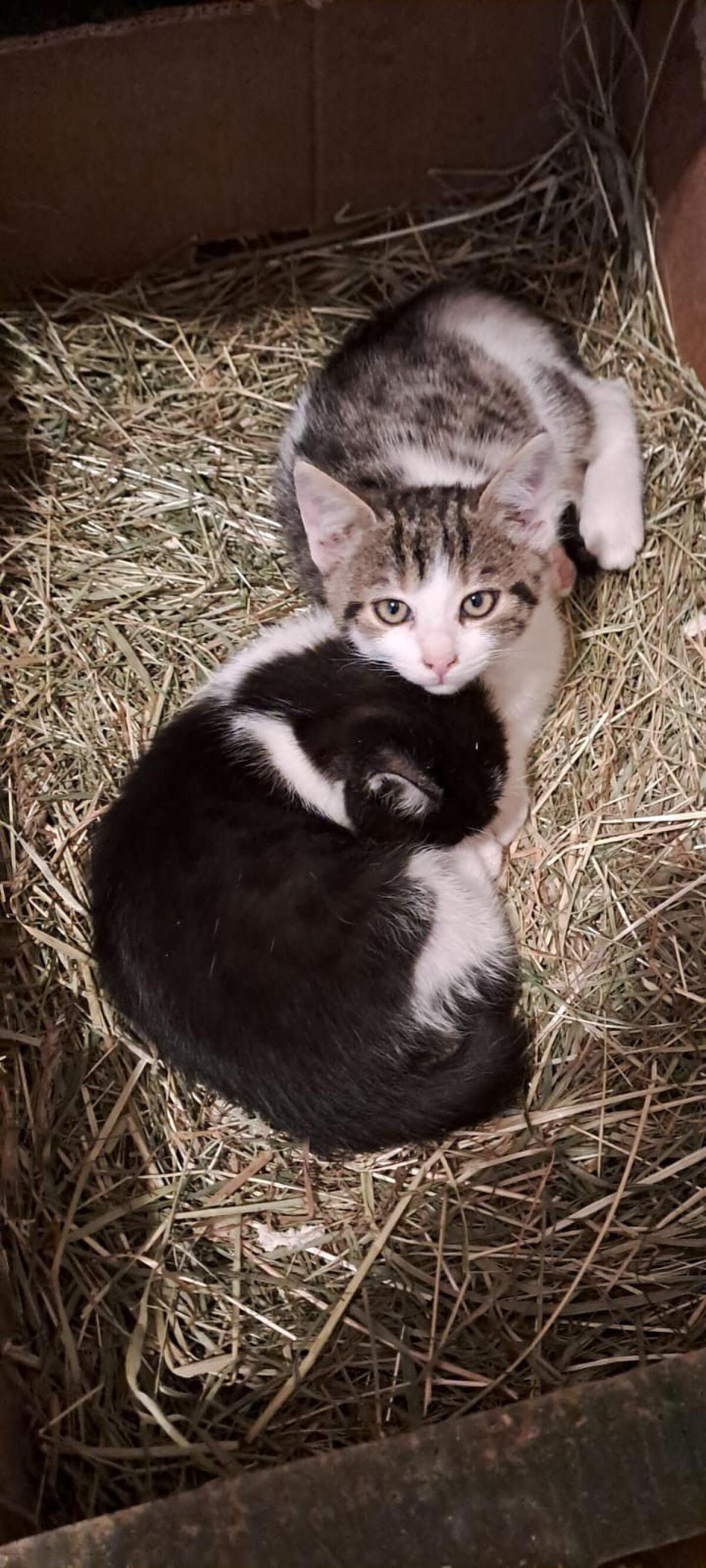 Kleine Katze 3