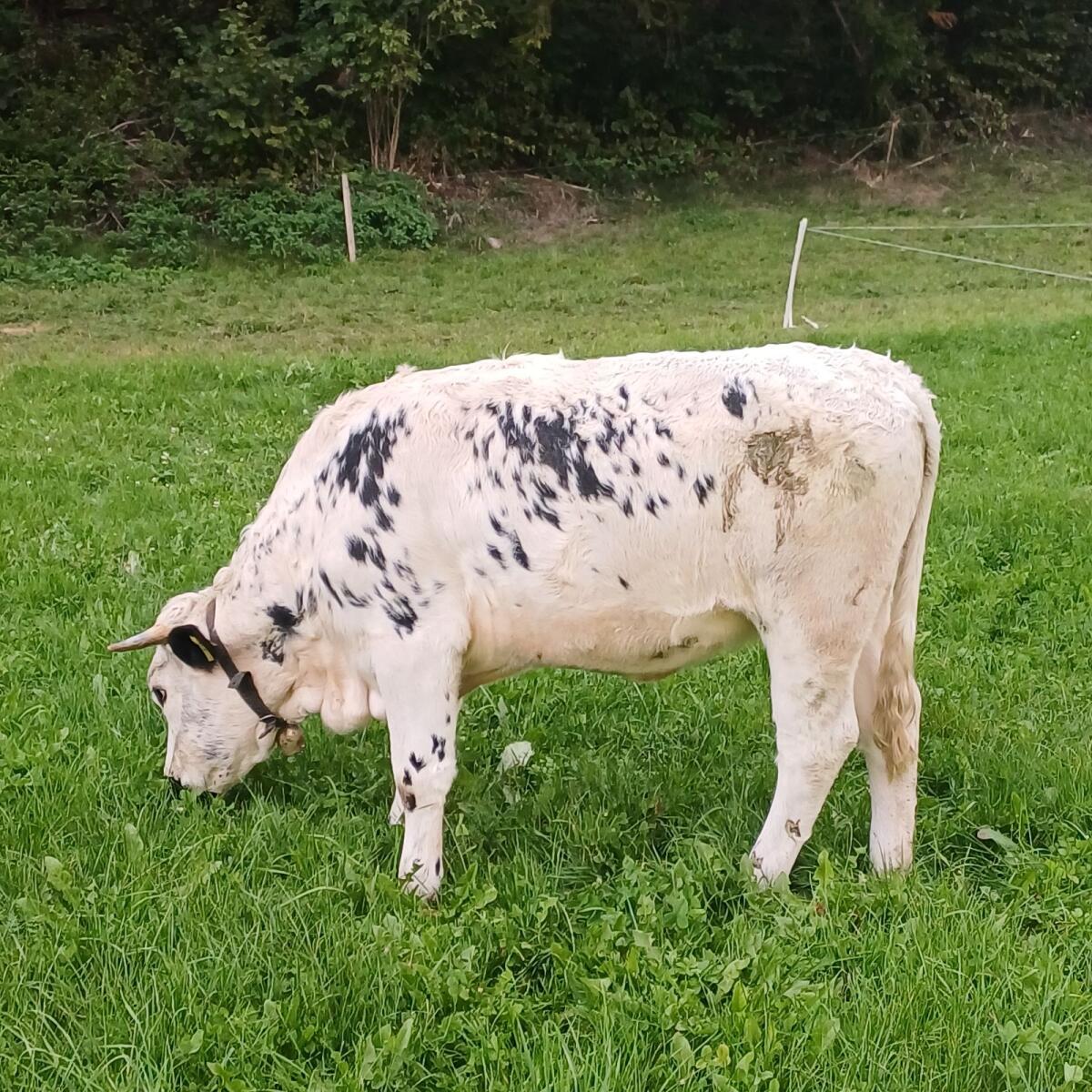 Pustertaler Sprinzen Kalbin 2