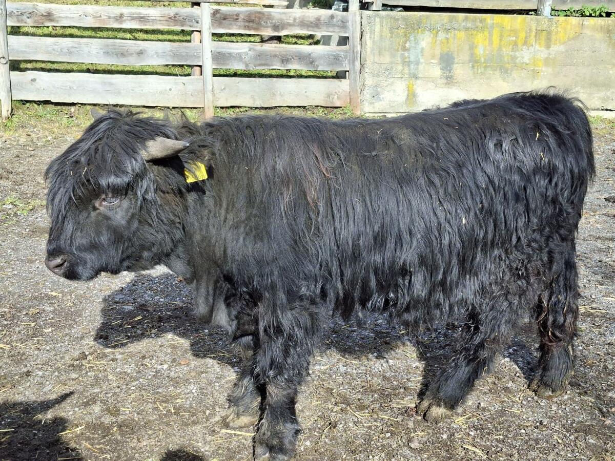 Hochlandrind Stier schwarz 2