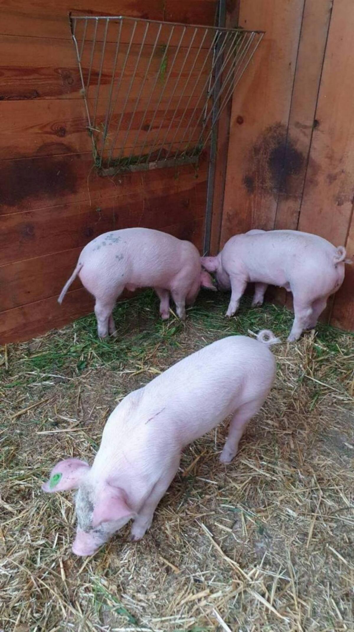 BIO-Ferkel 2