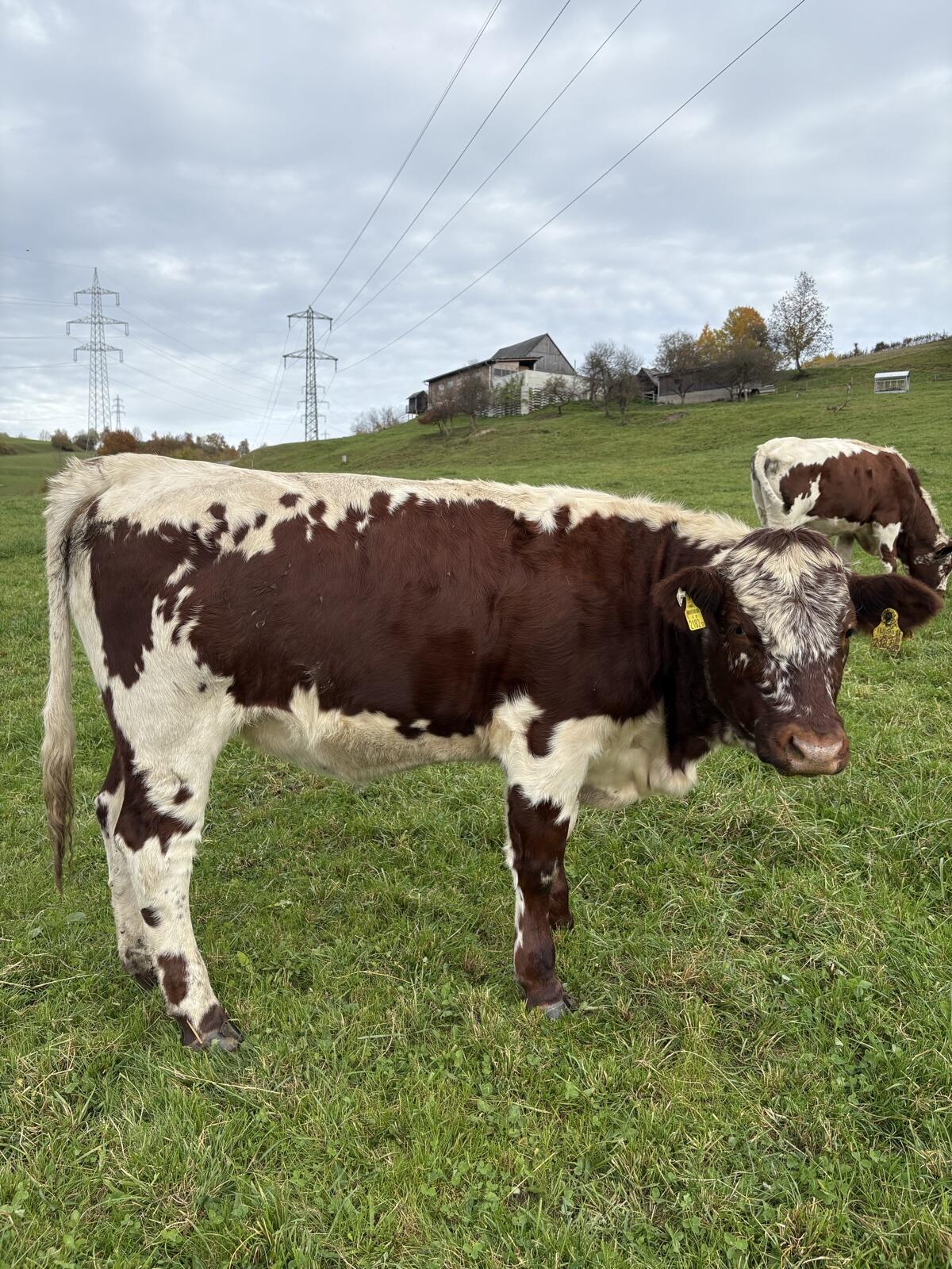 Pustertaler Sprinzen Kalbinnen 3