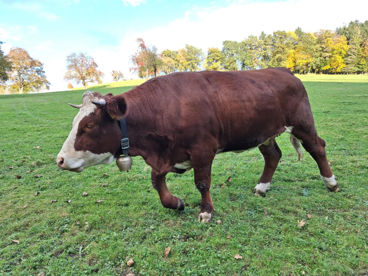 Verkaufe trächtige Bio-Kalbin 1
