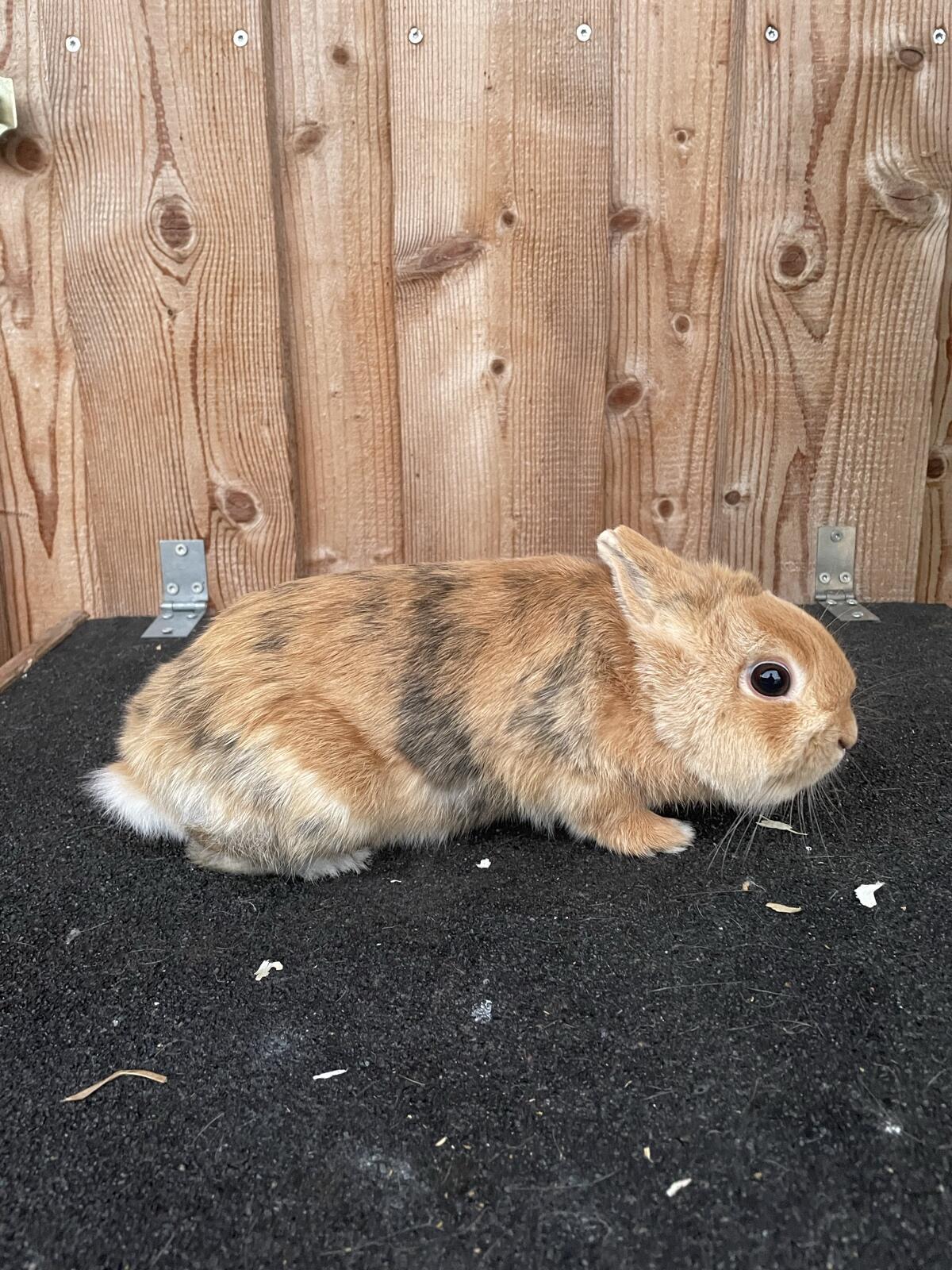 Zwergkaninchen 3