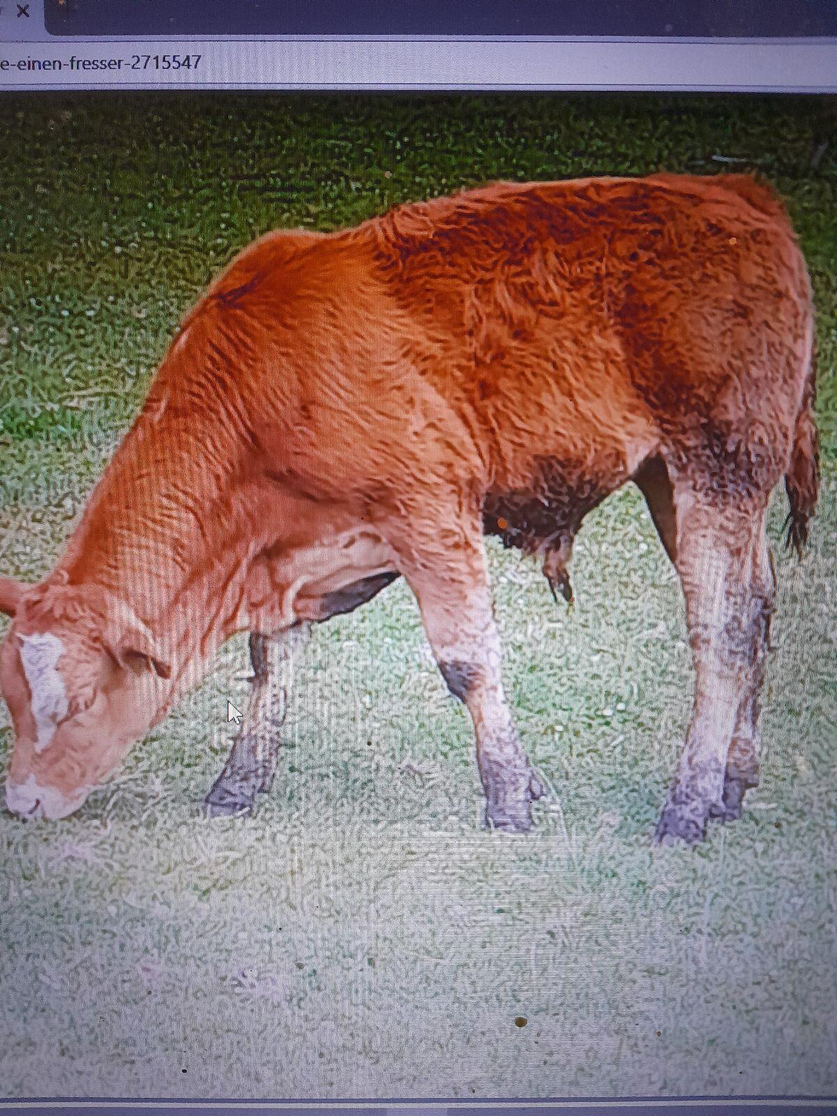 Stier 2