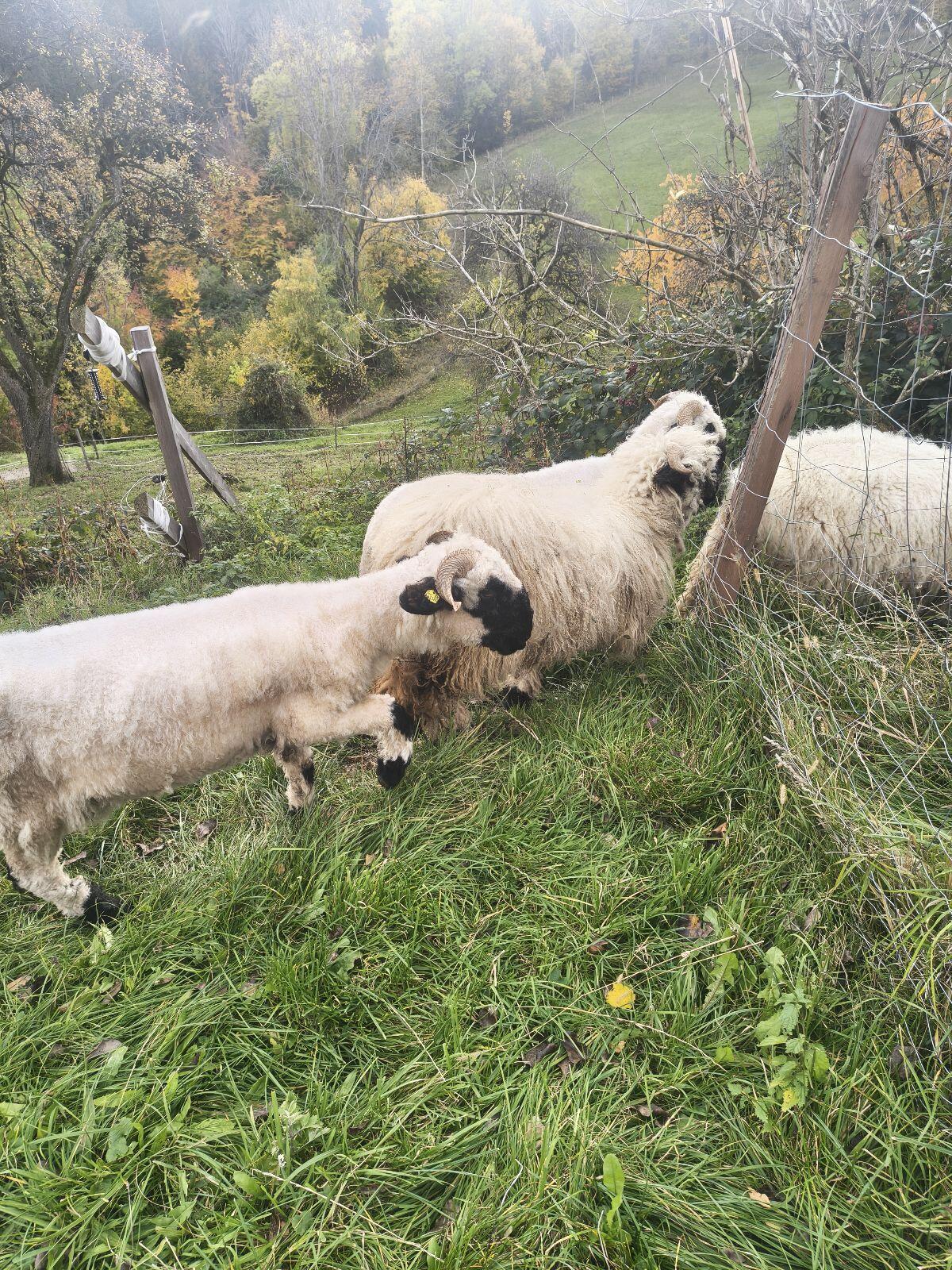 5 Walliser Schwarznasenauen HB und 2 Lämmer 2