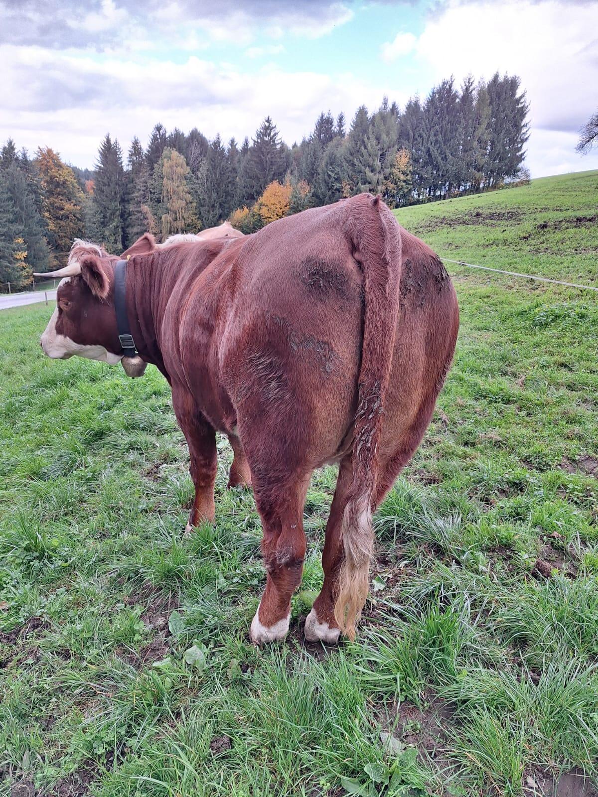 Verkaufe trächtige Bio-Kalbin 3