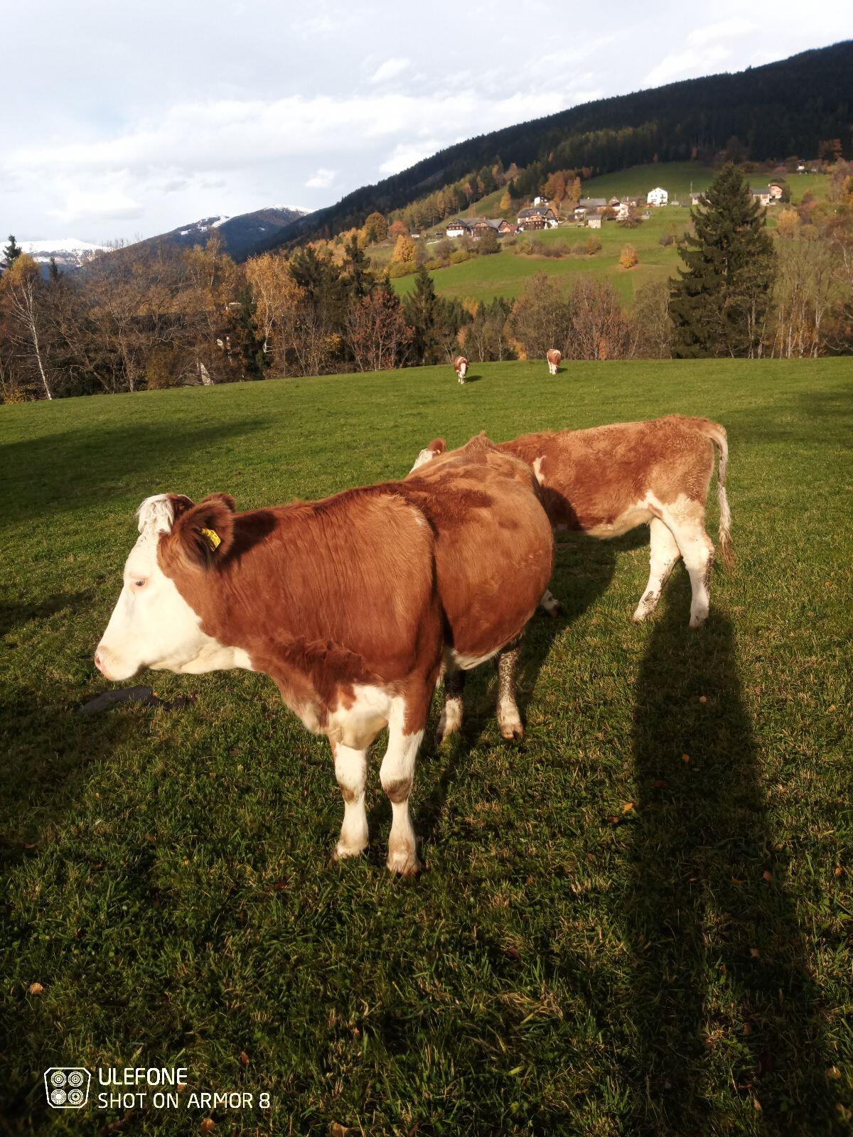 Fleckviehkalbin 2
