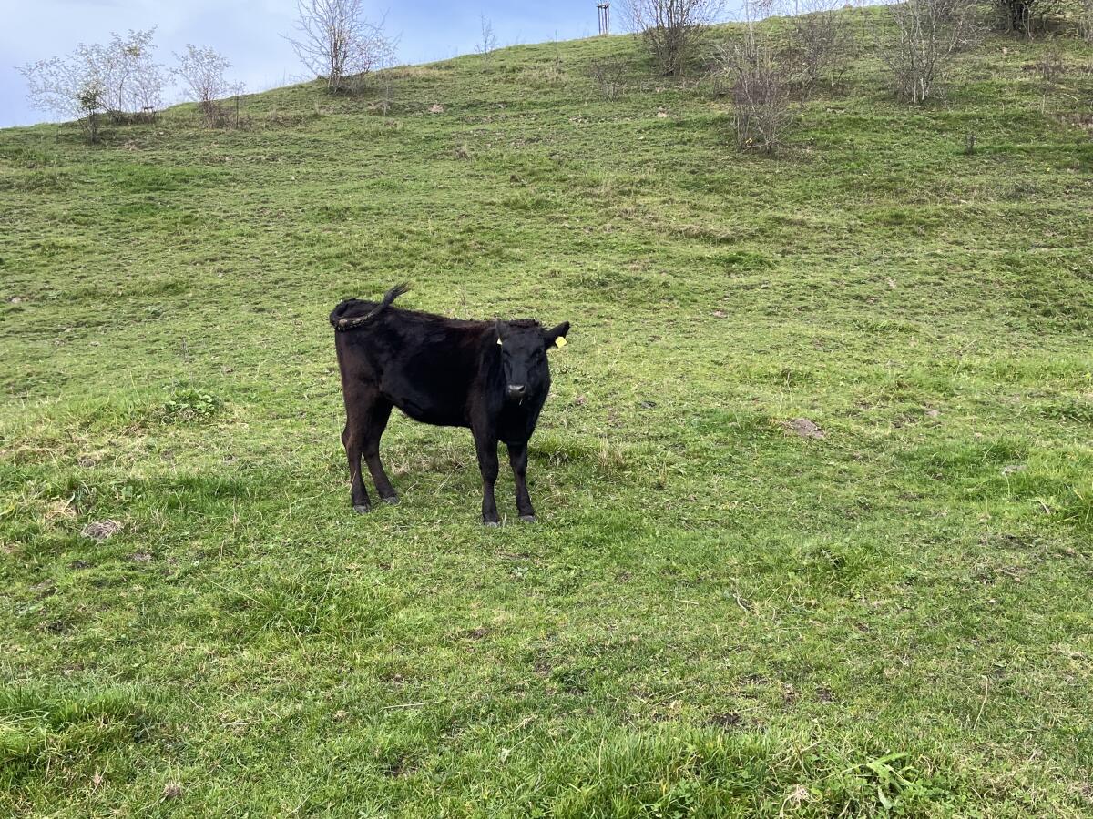 Wagyu-Rinder zu verkaufen 2