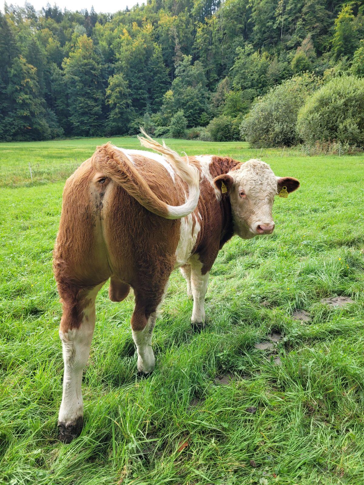 Fleckvieh Stier BIO 2
