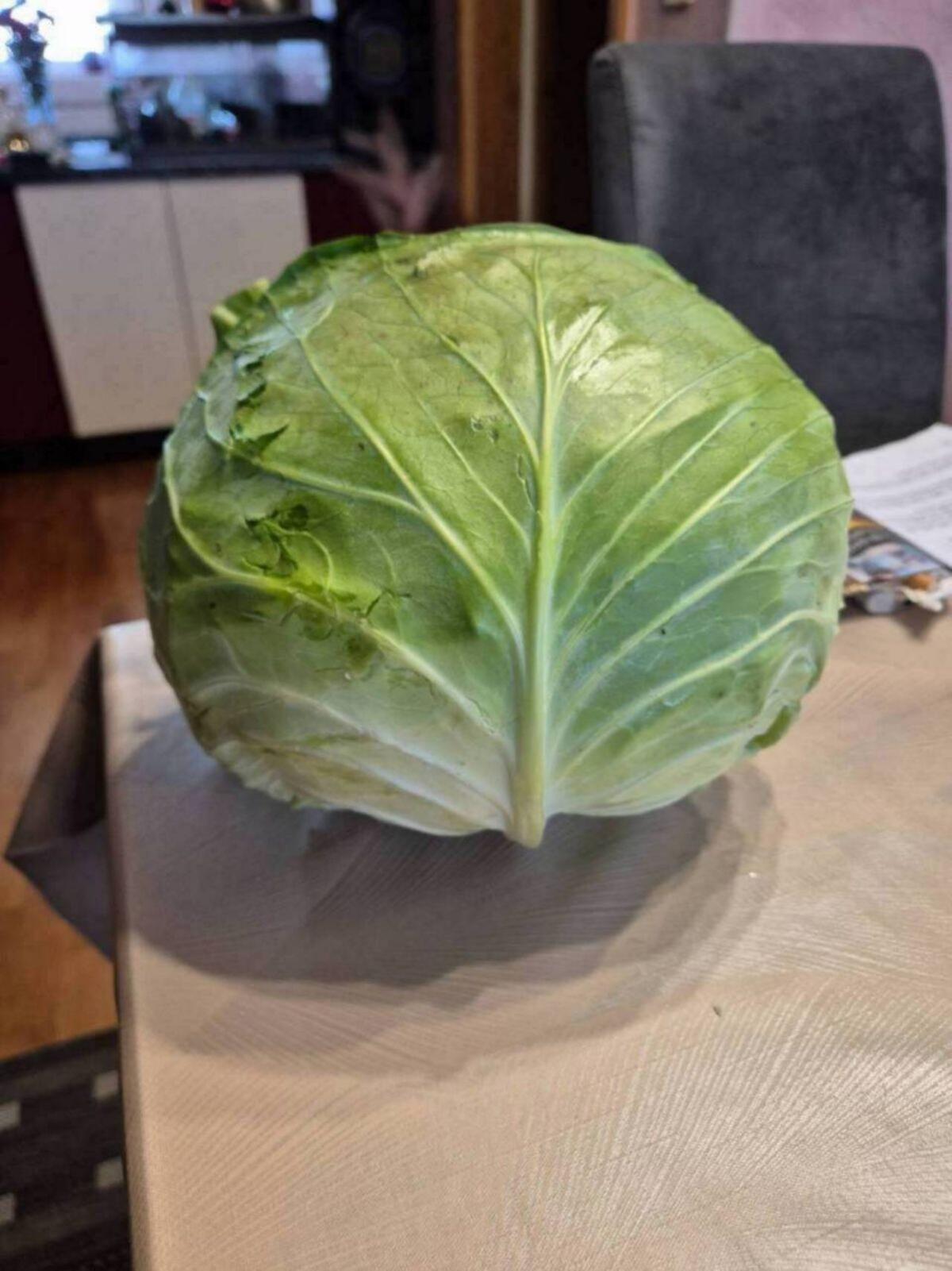 Frisches Weißkraut 1