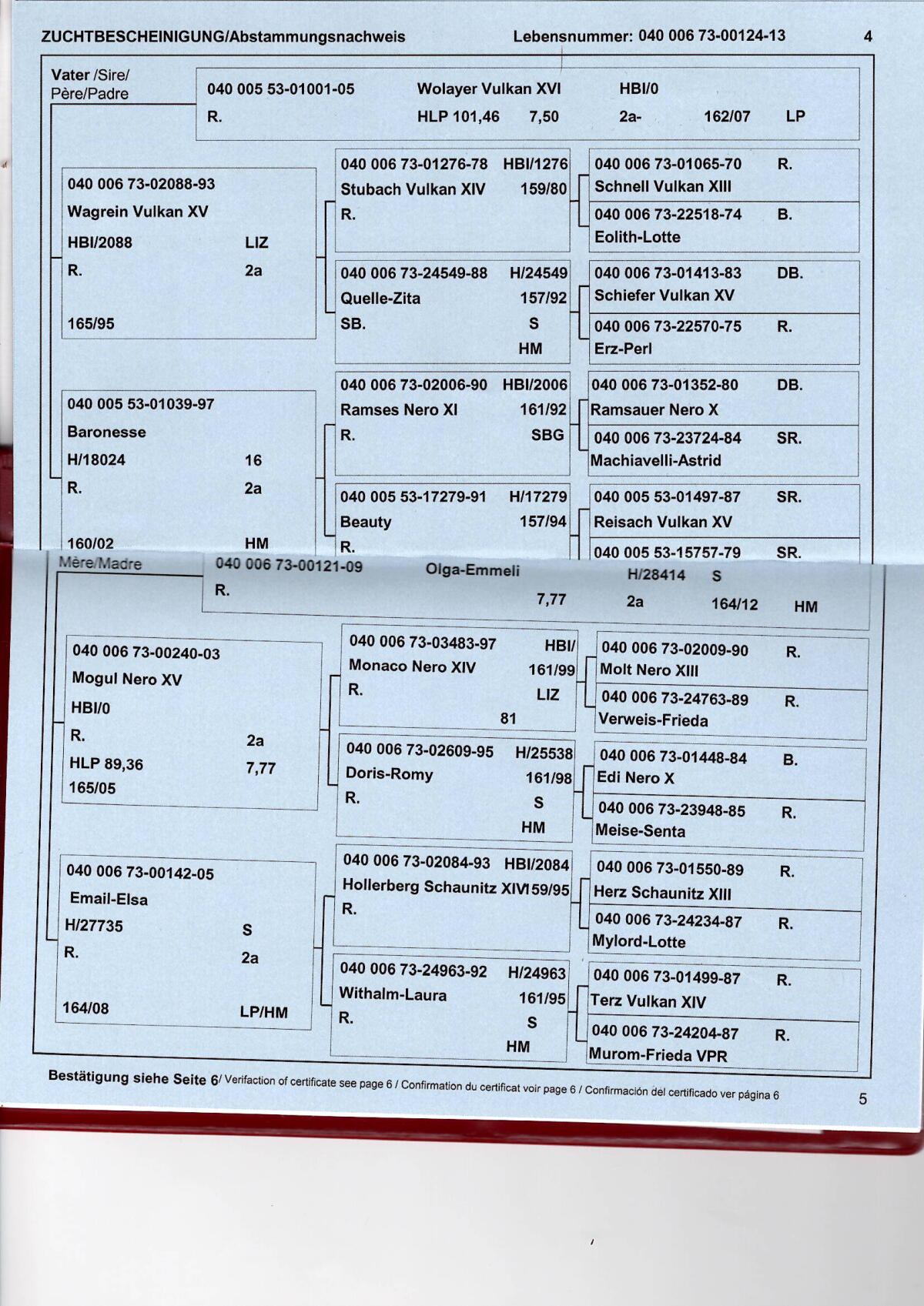 Unerschrockene Rapp-Noriker-Stute zu verkaufen 3