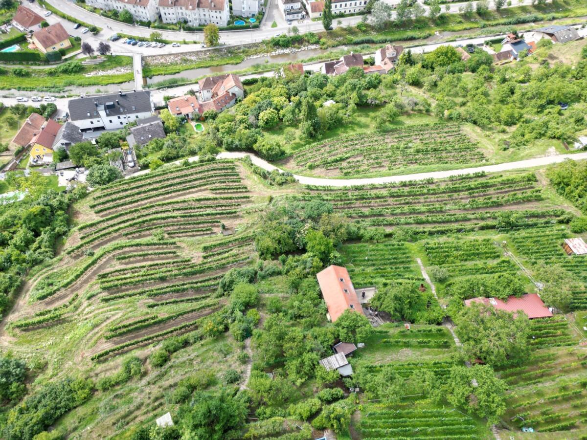 Weingarten/Freizeitgrund im Kremser Stadtgebiet! 1