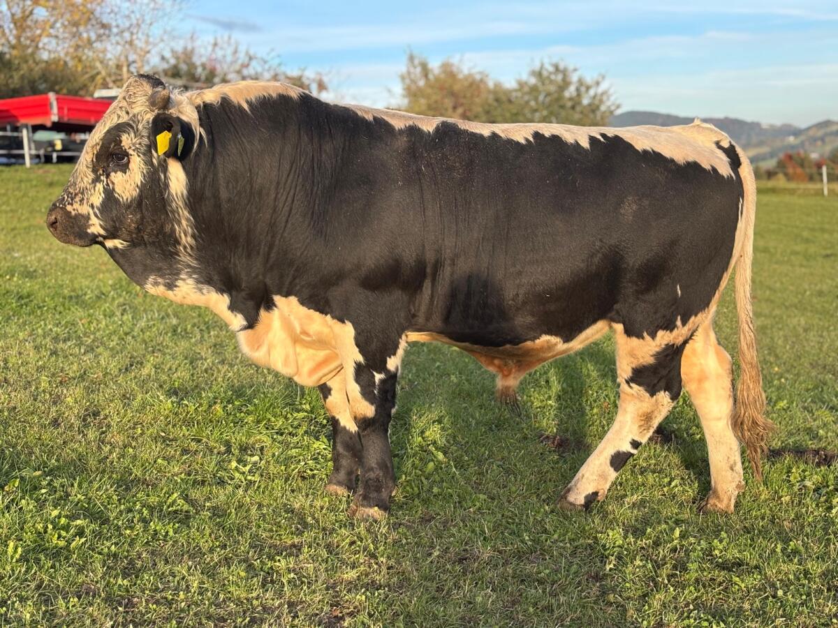 BIO Pustertaler Sprinzen Stier 1