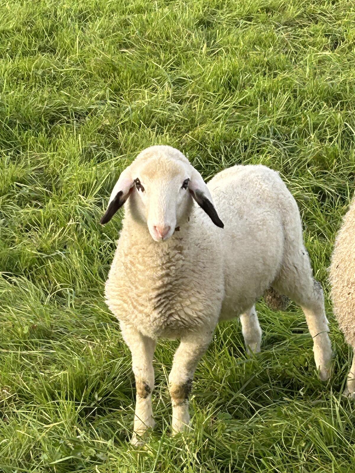 Brillenschafbock 2