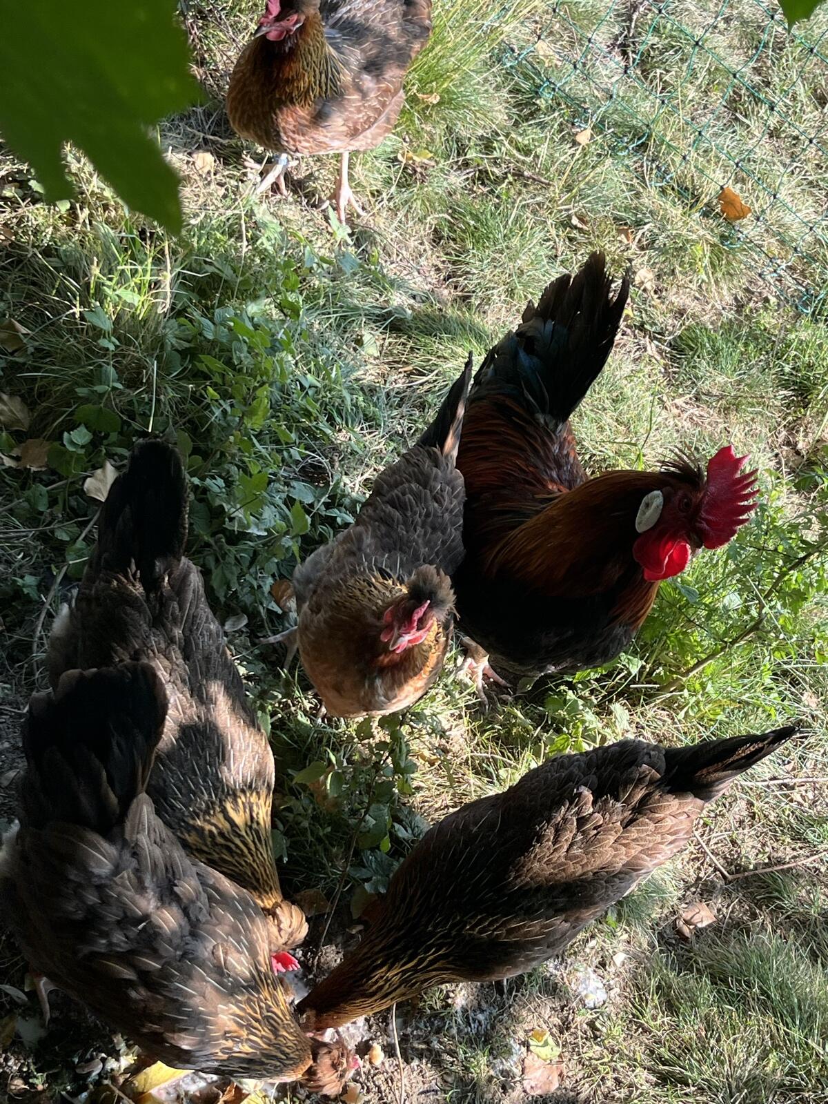 Altsteirer Bruteier 2