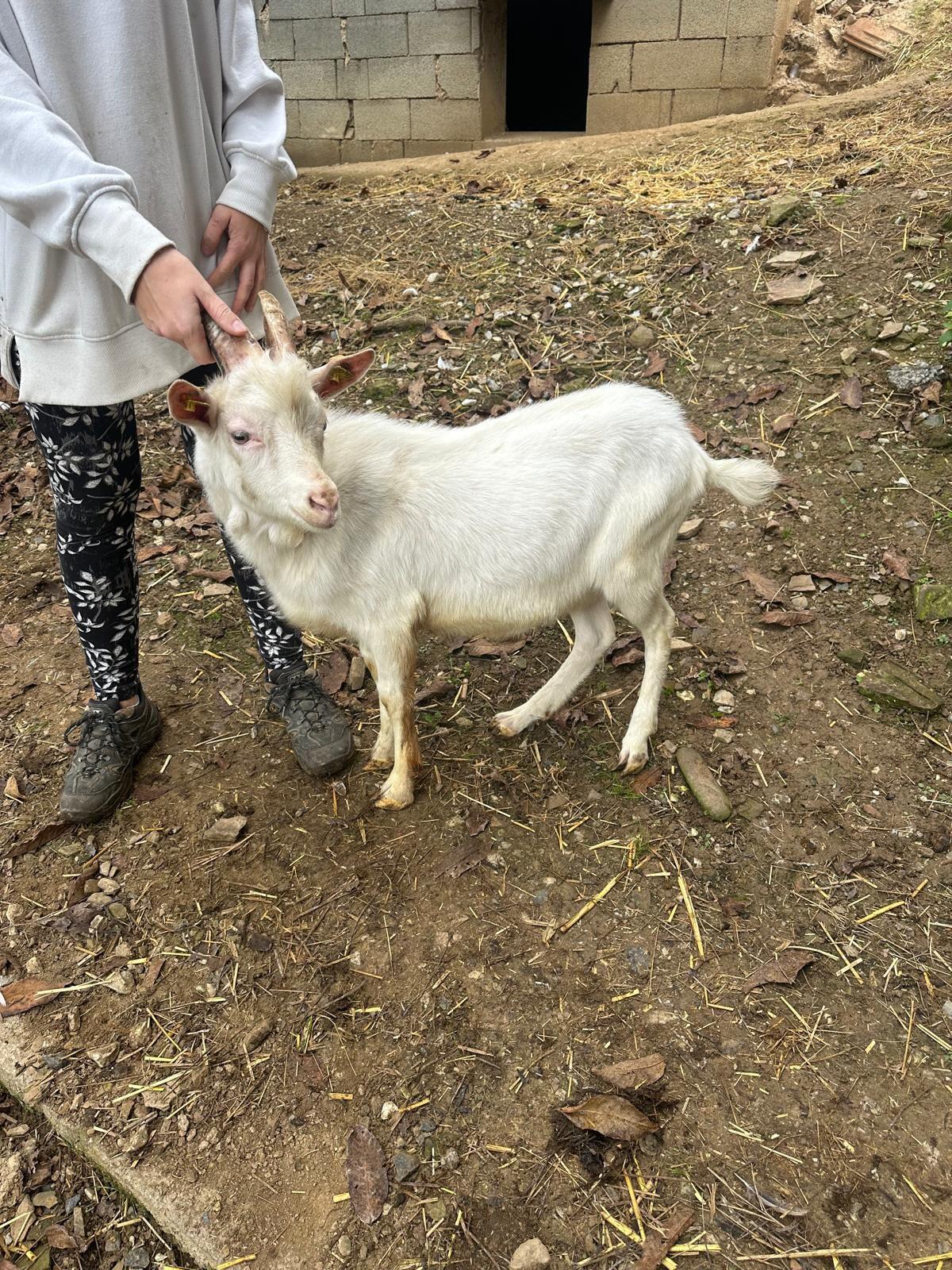 Weißer Ziegenbock 1