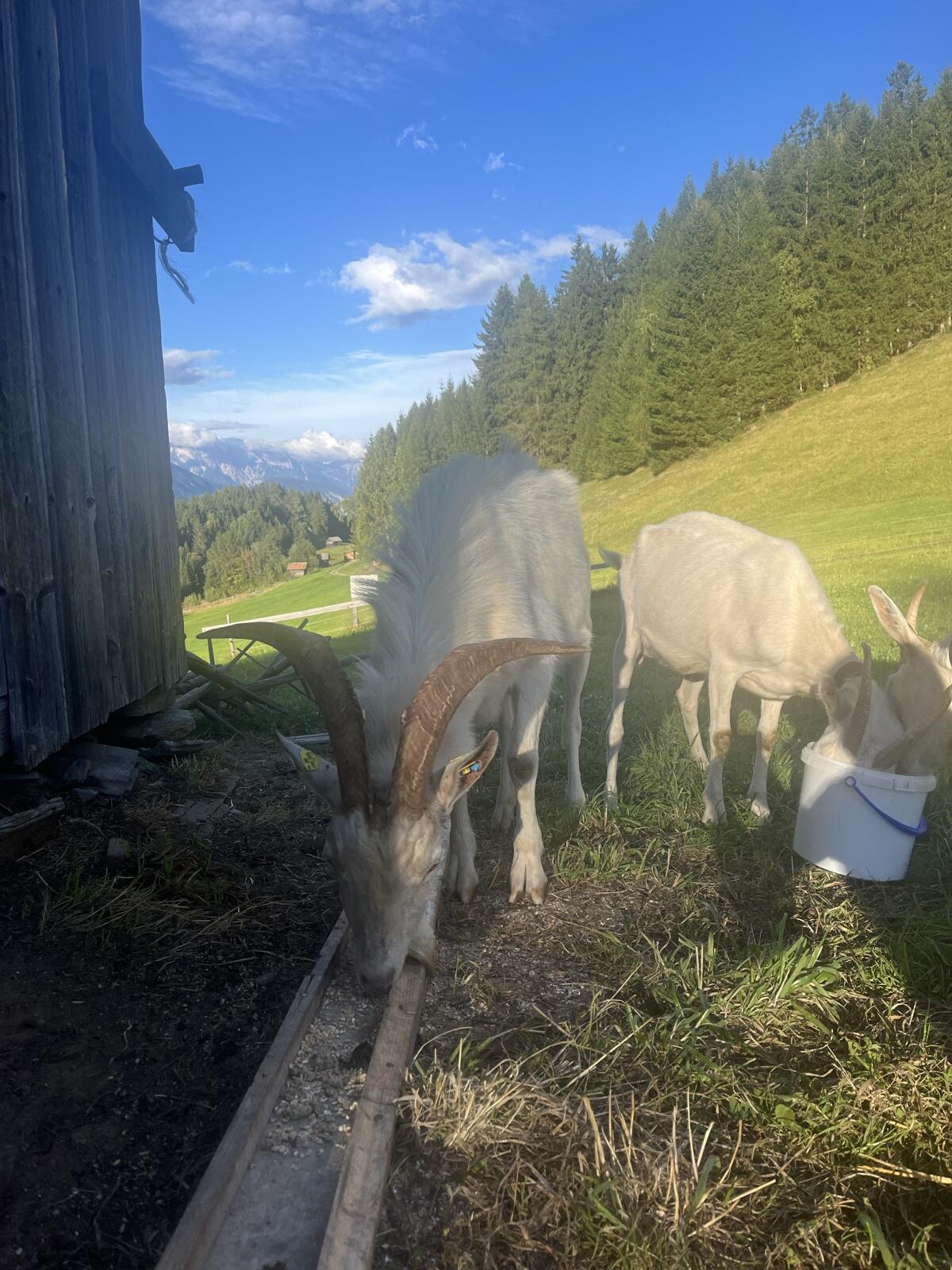 Ziegenbock 2