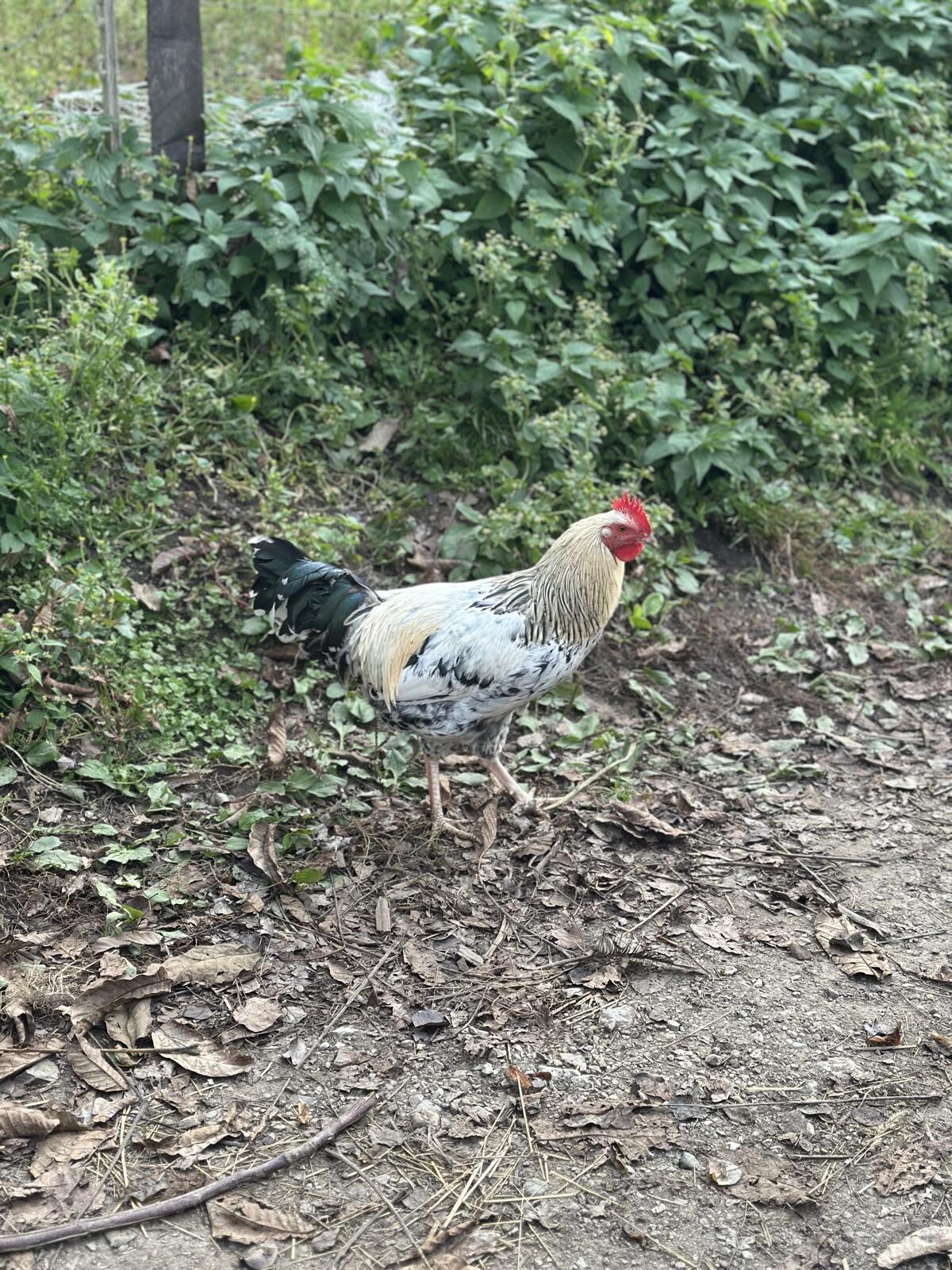 Junghähne zu vergeben 3