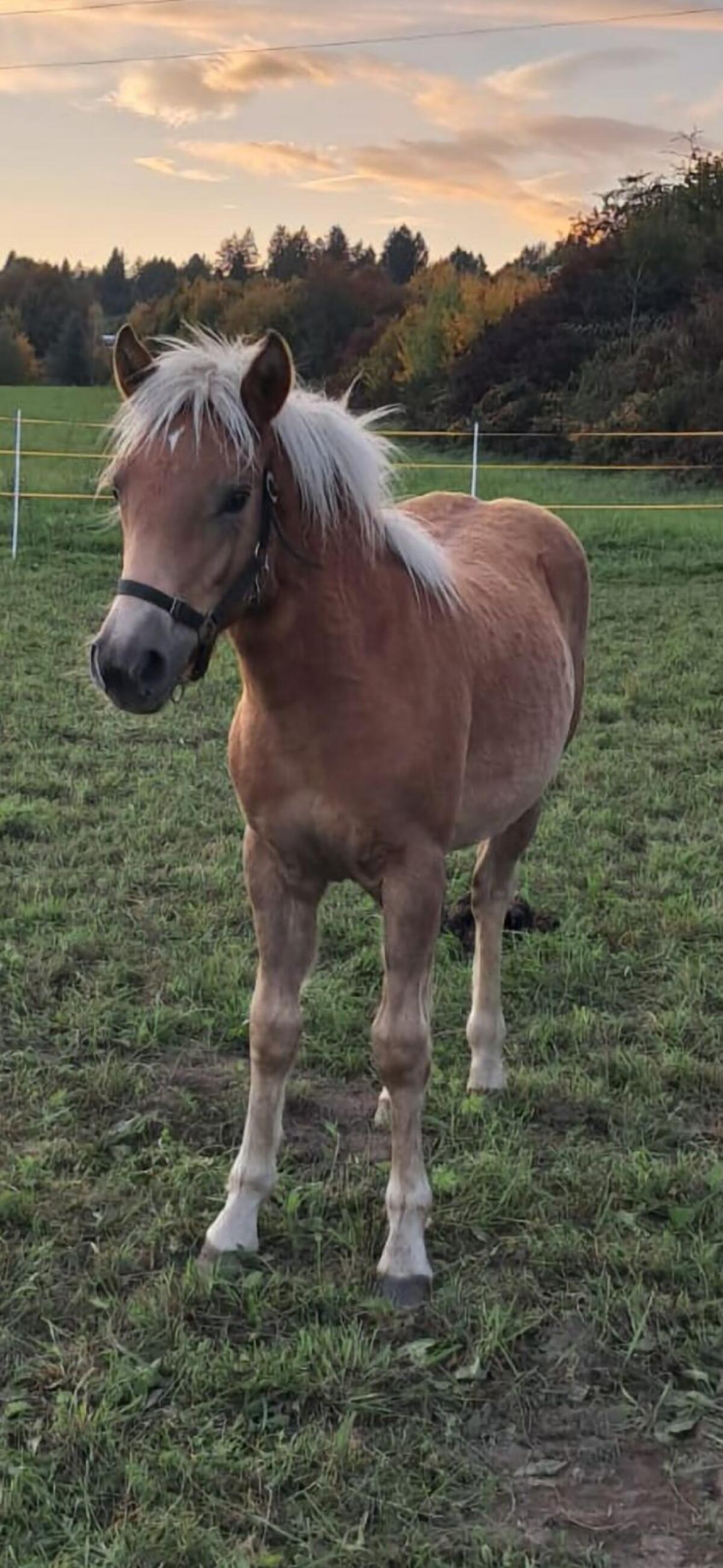 Haflinger Stutfohlen 1
