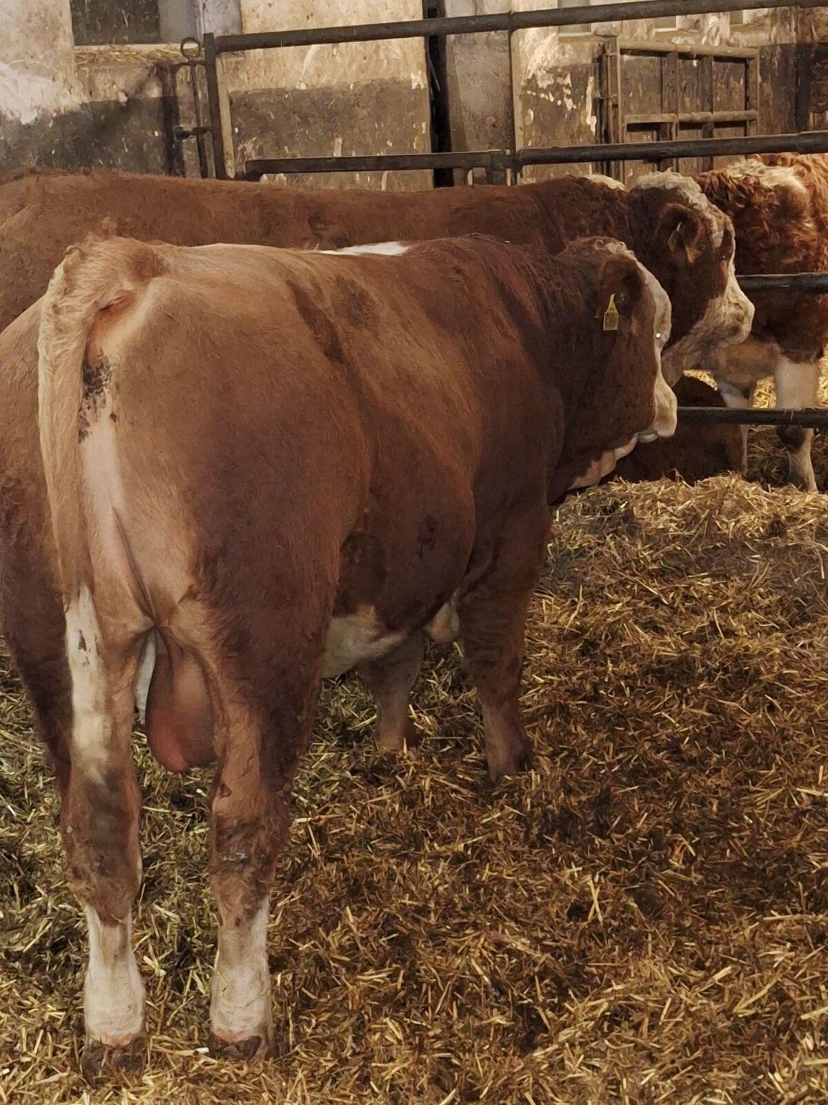Fleckviehfleisch Zuchtstier 3