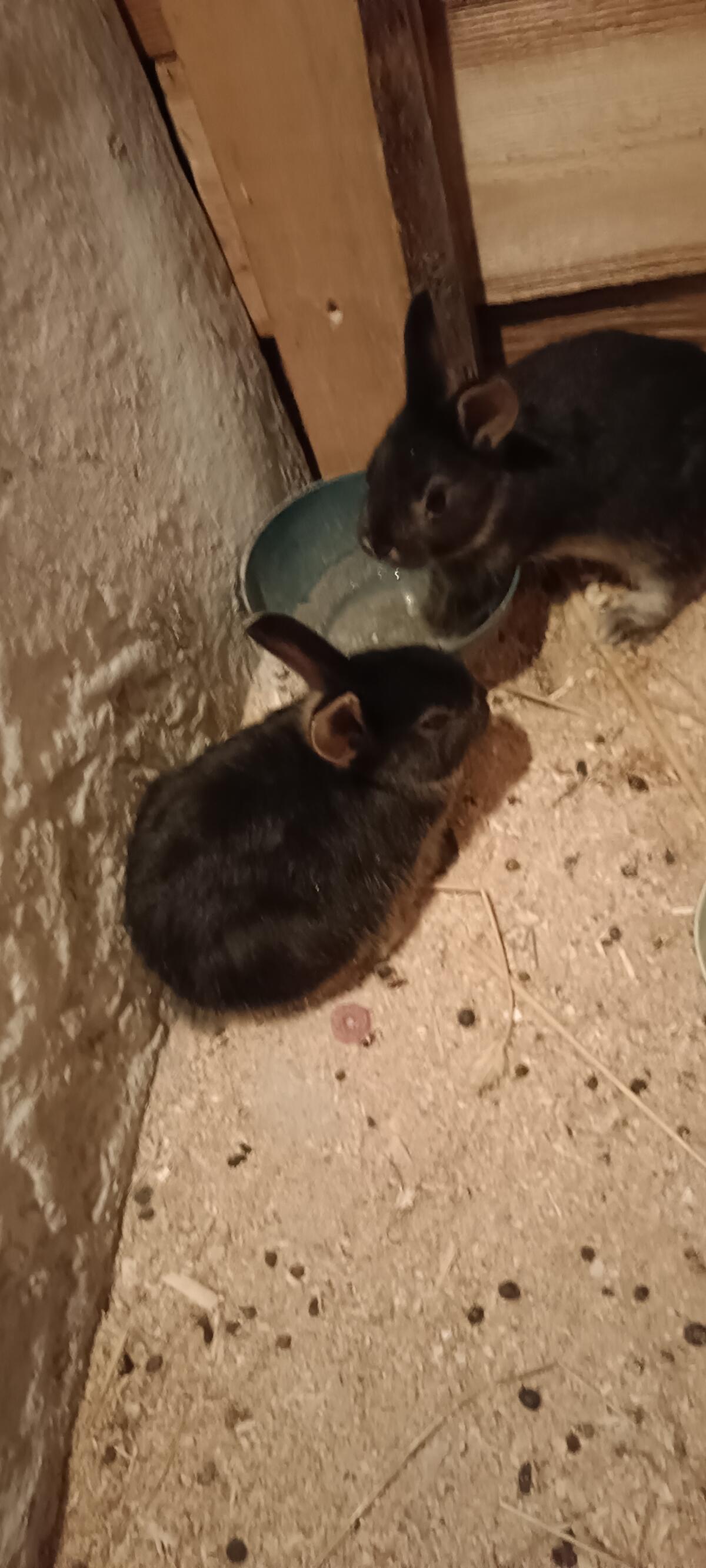 Zwergkaninchen 1