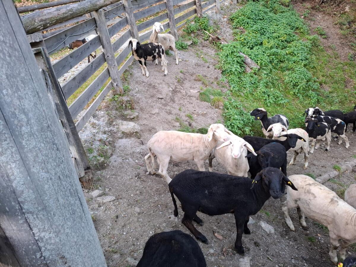 Bergschaf Jungwidder 1