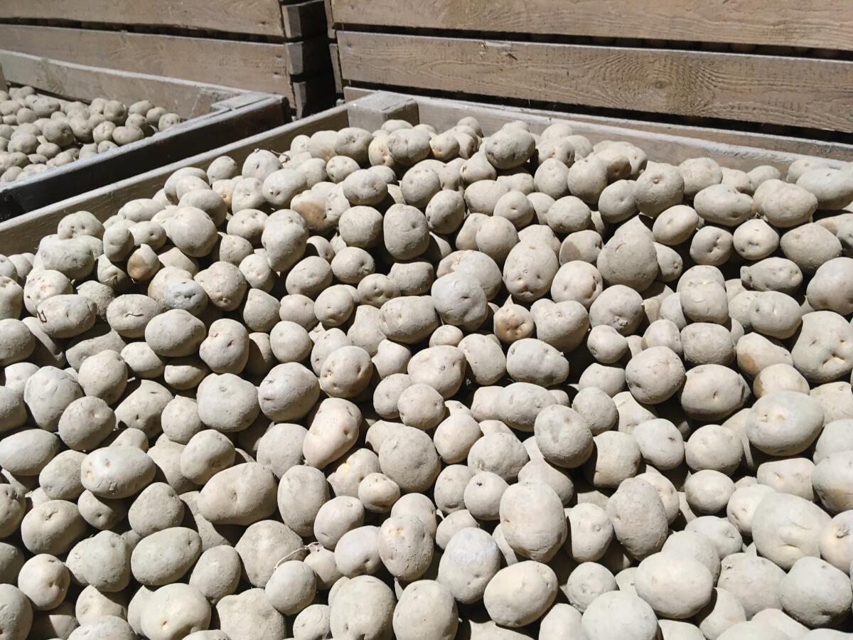 Bio-Kartoffel Ditta Salatkartoffel, Hermes Knödel 3