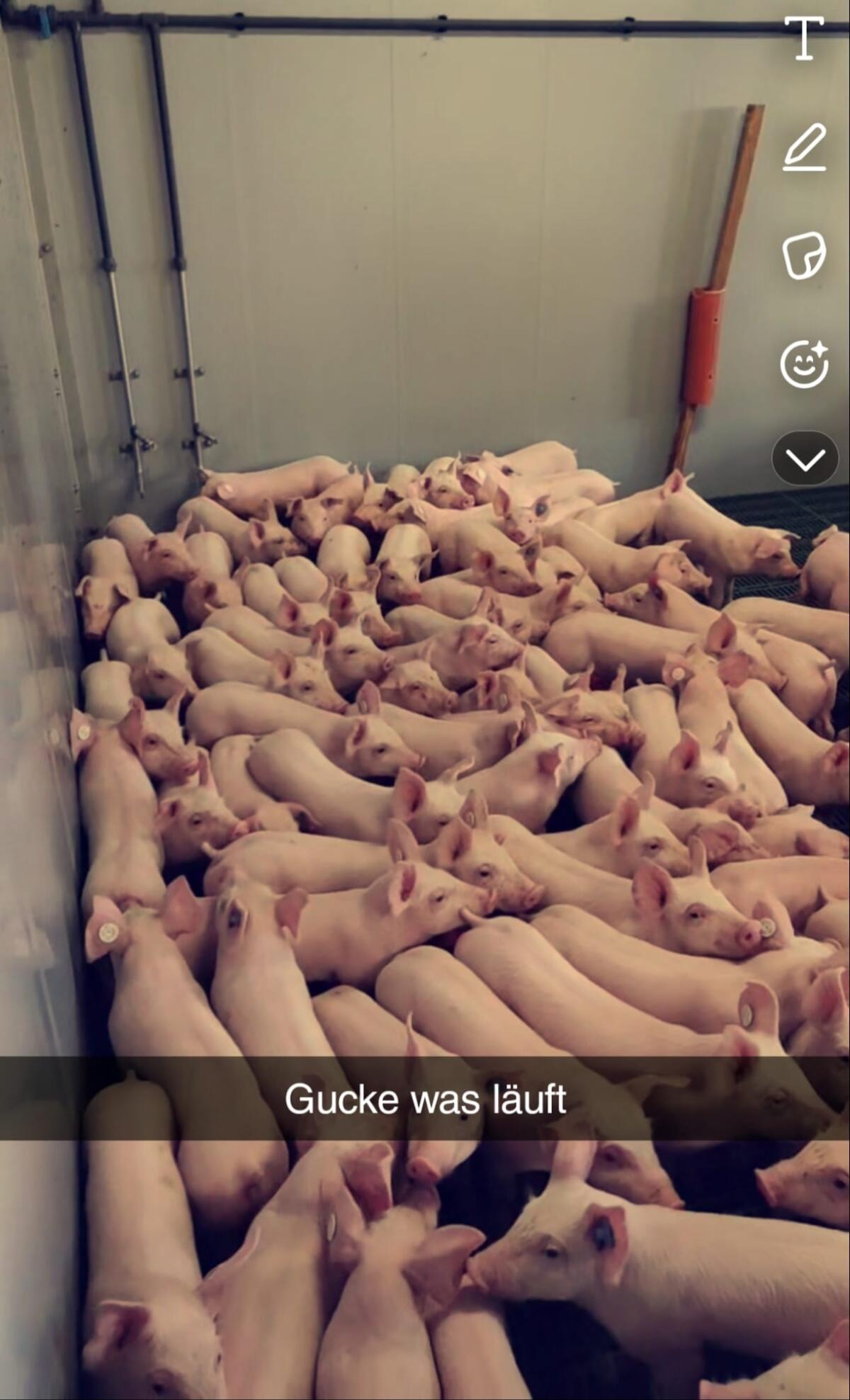Ferkel abzugeben 1