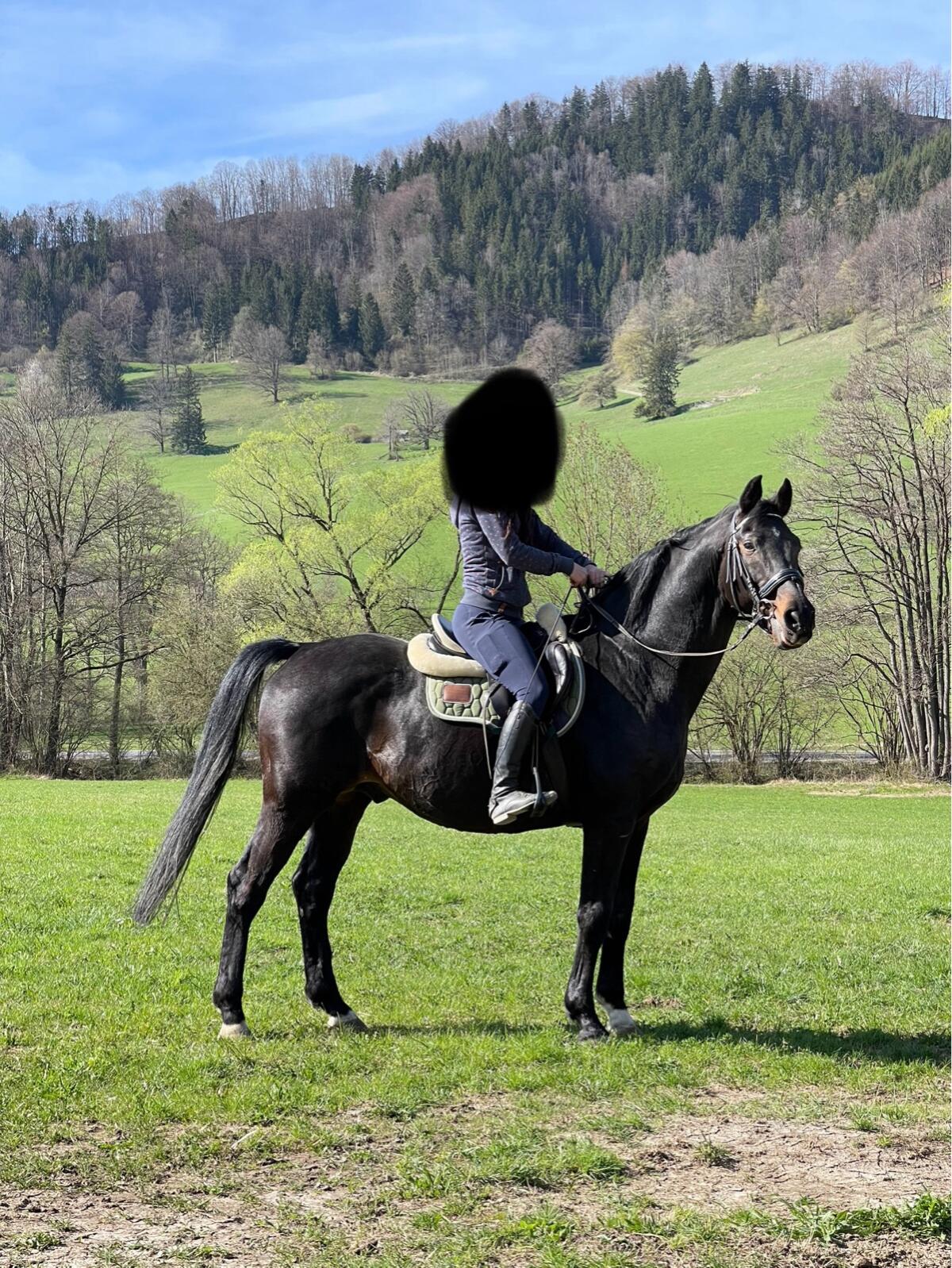 S-Dressur Lehrmeister 3