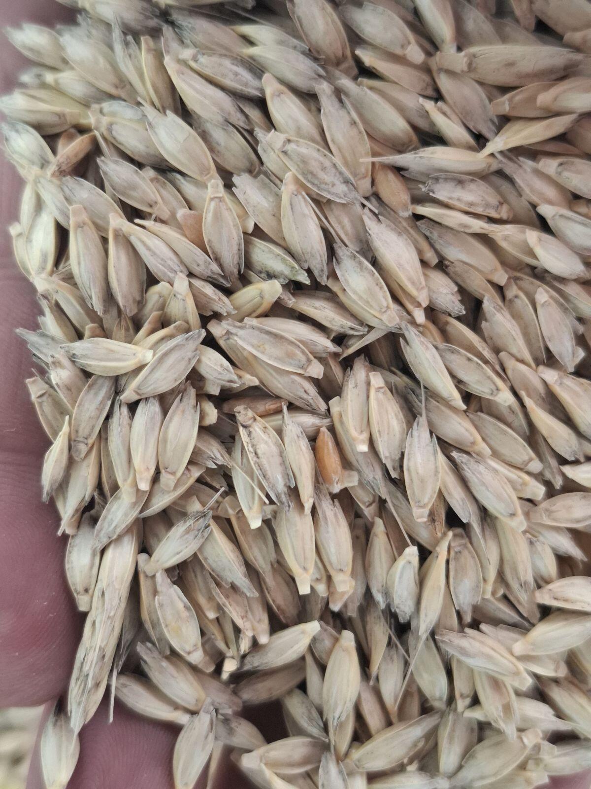 Einkorn zu verkaufen, ca. 6,8 t 3