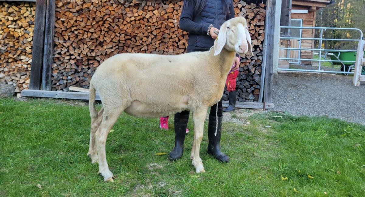 Tiroler Bergschafe Zucht 1