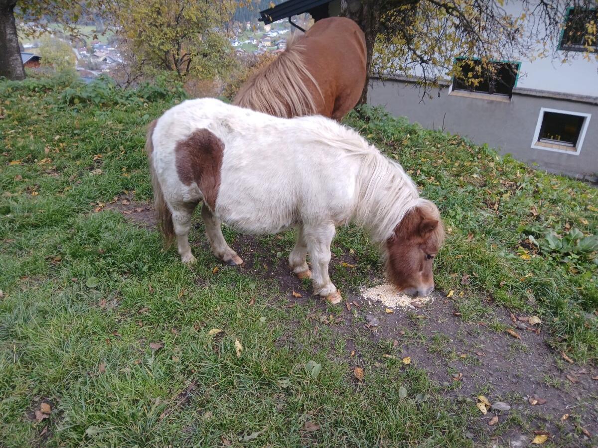 Pony 3