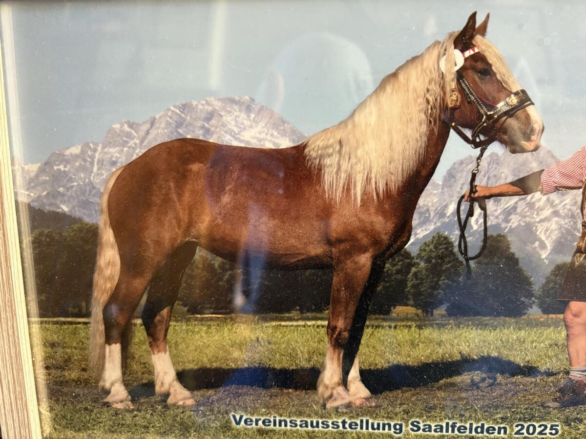 2-jährige Fuchs-Stute Noriker Tiara 1