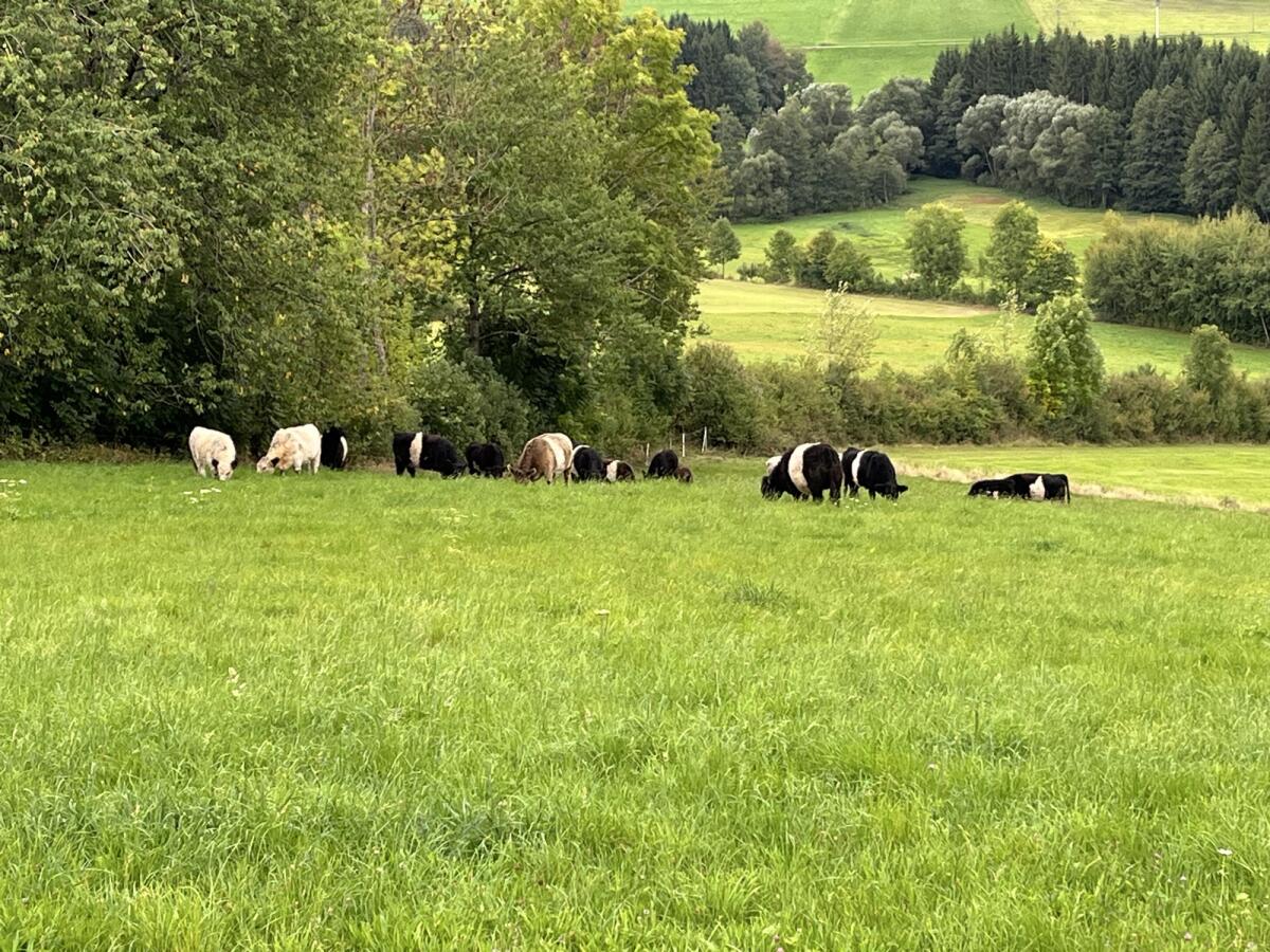 Galloway weiß und belted bio 1