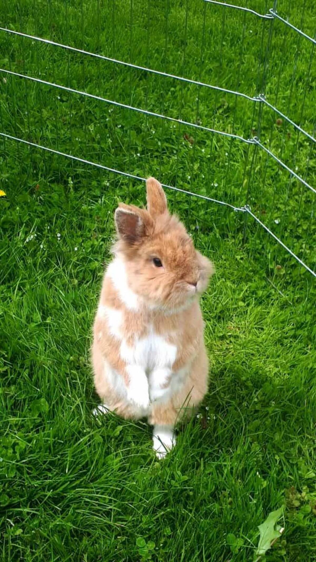Hasen und Meerschweinchen Heu 1