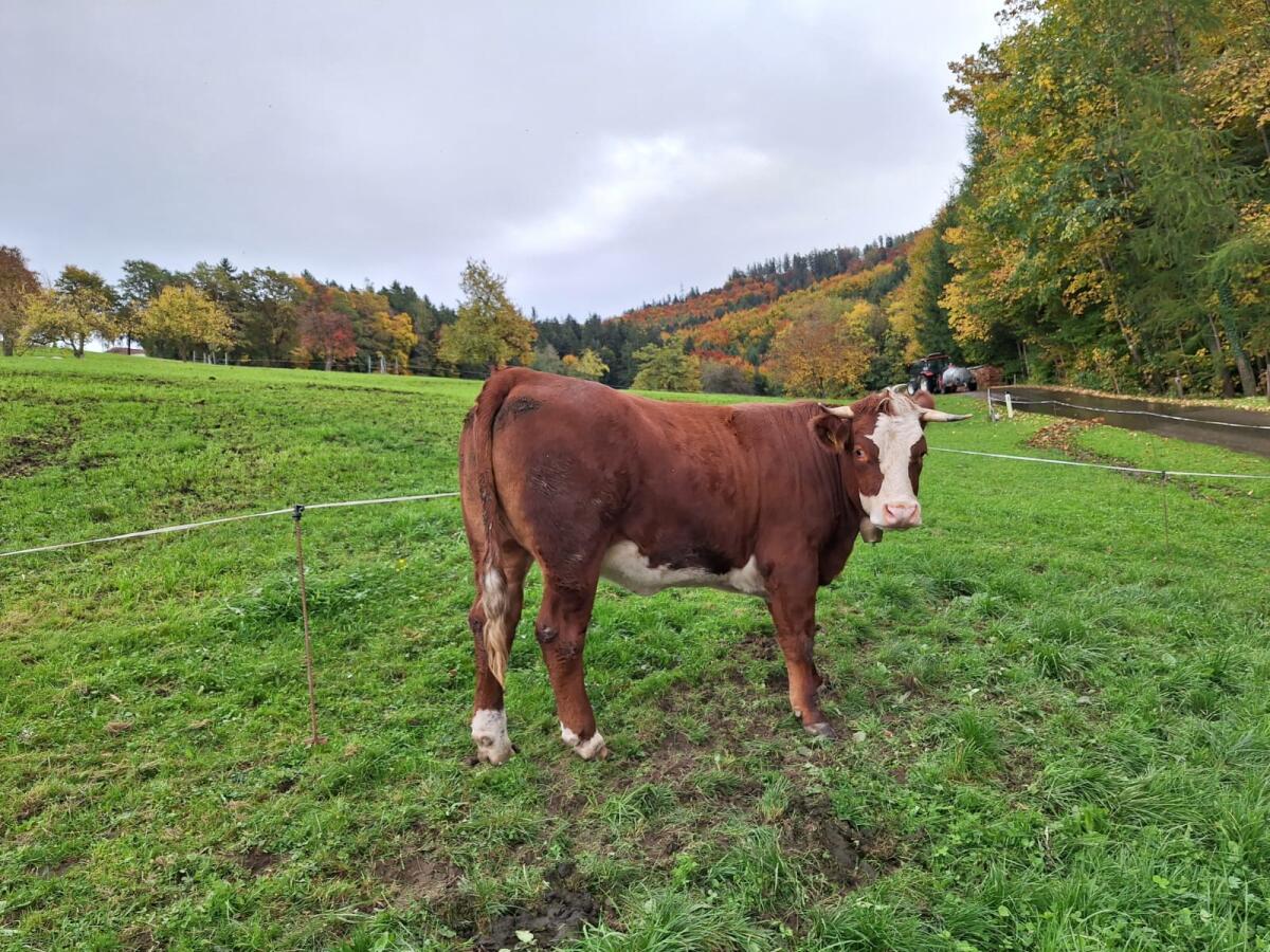 Verkaufe trächtige Bio-Kalbin 2
