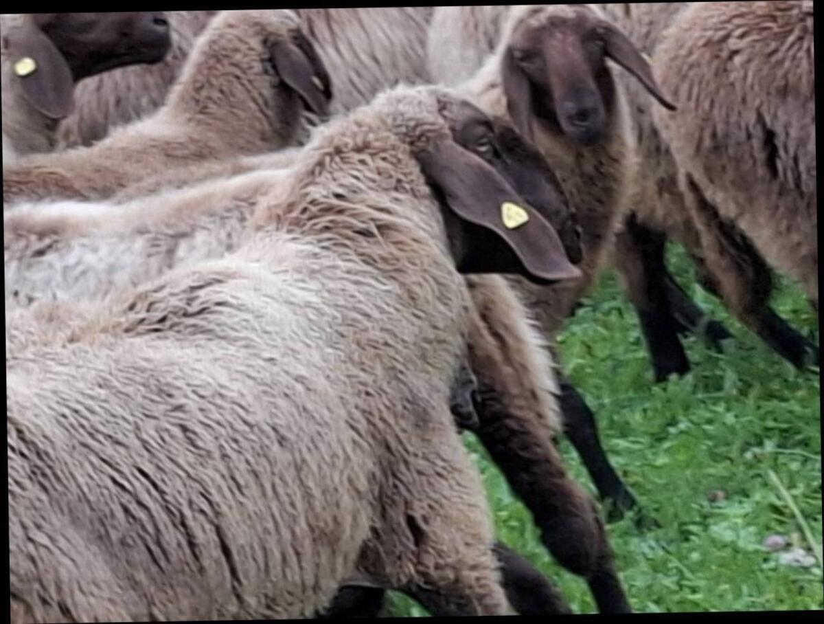 Braune Bergschaf Lämmer BIO 2