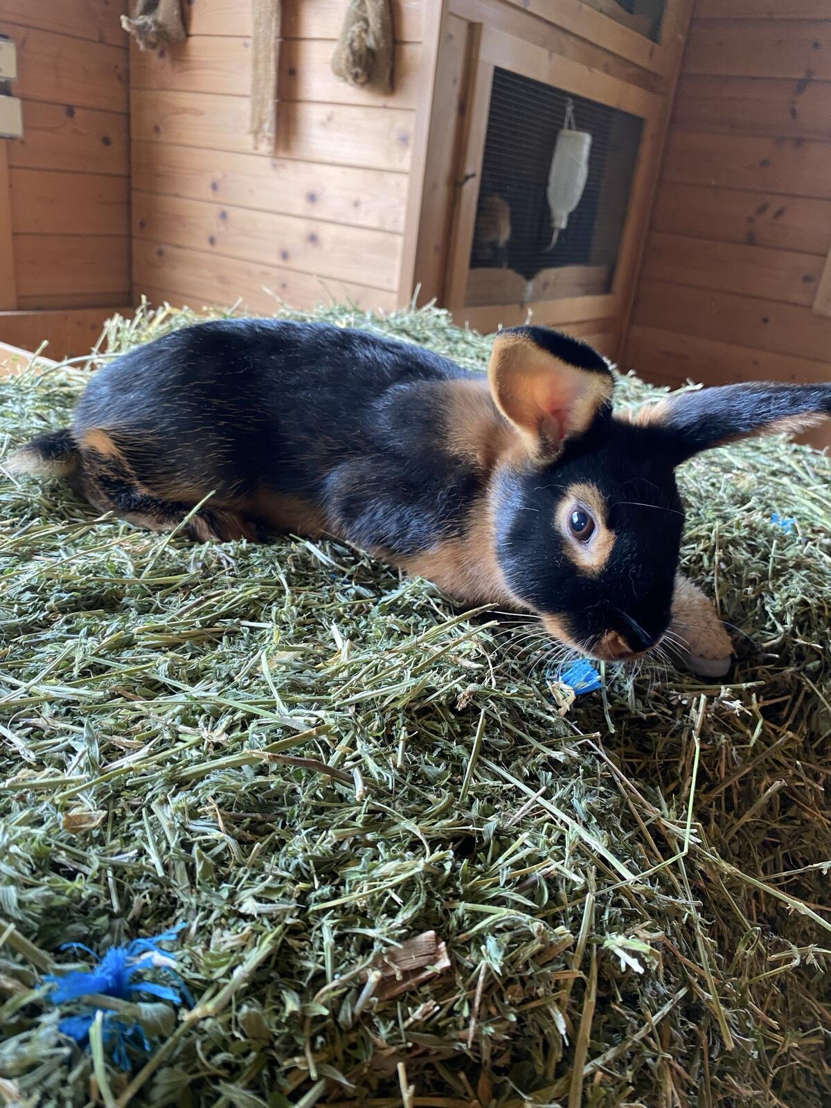 Lohkaninchen abzugeben 3