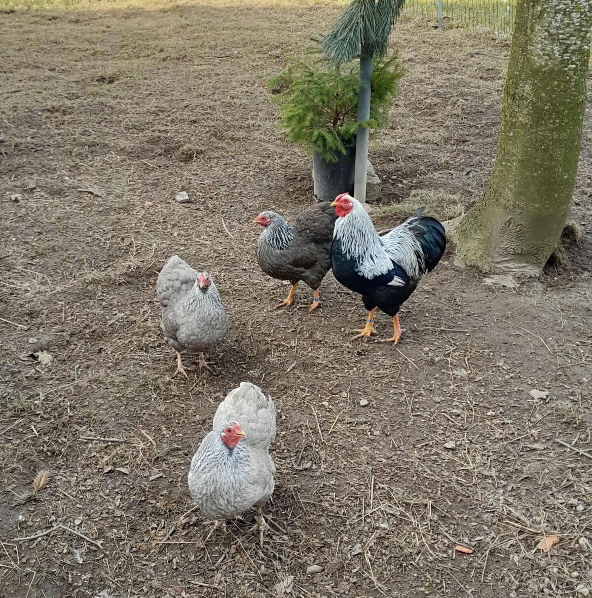 Zwergwyandotten 1