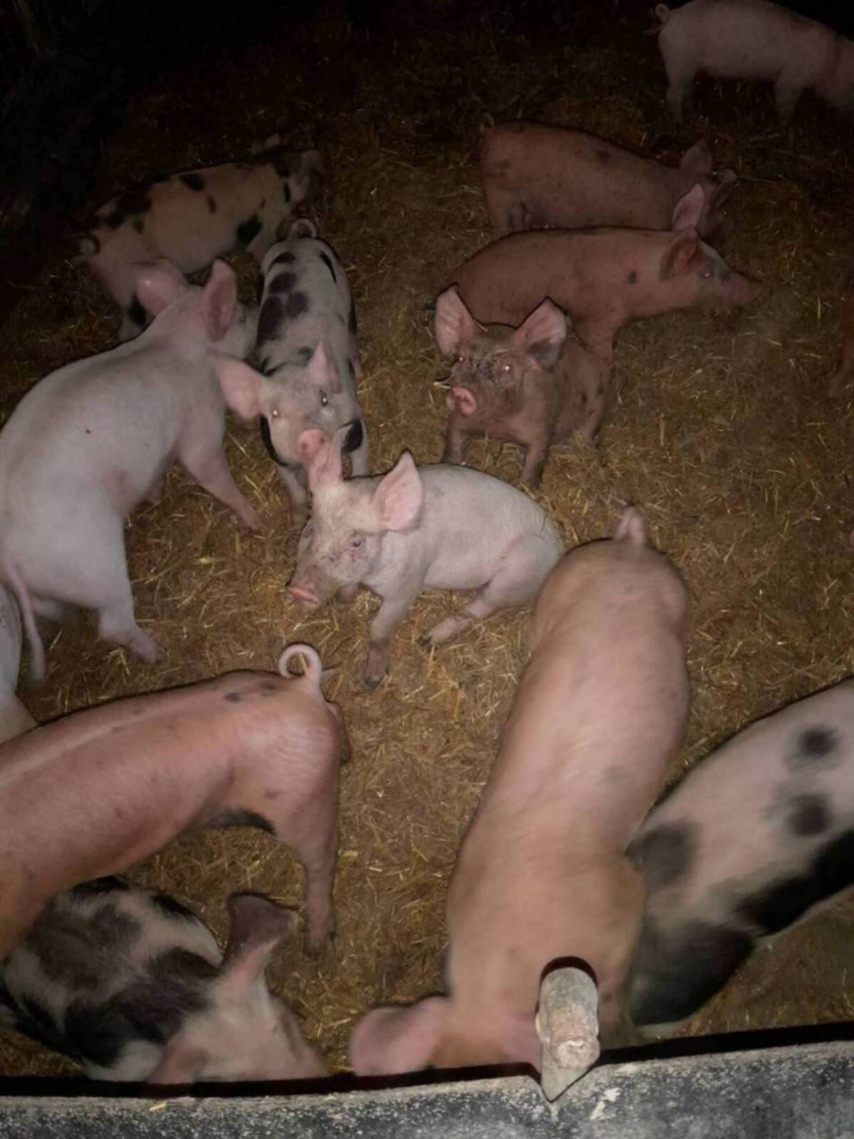 Ferkel 3