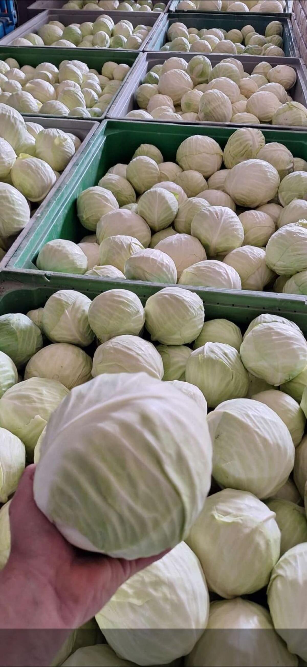Weißkraut 1