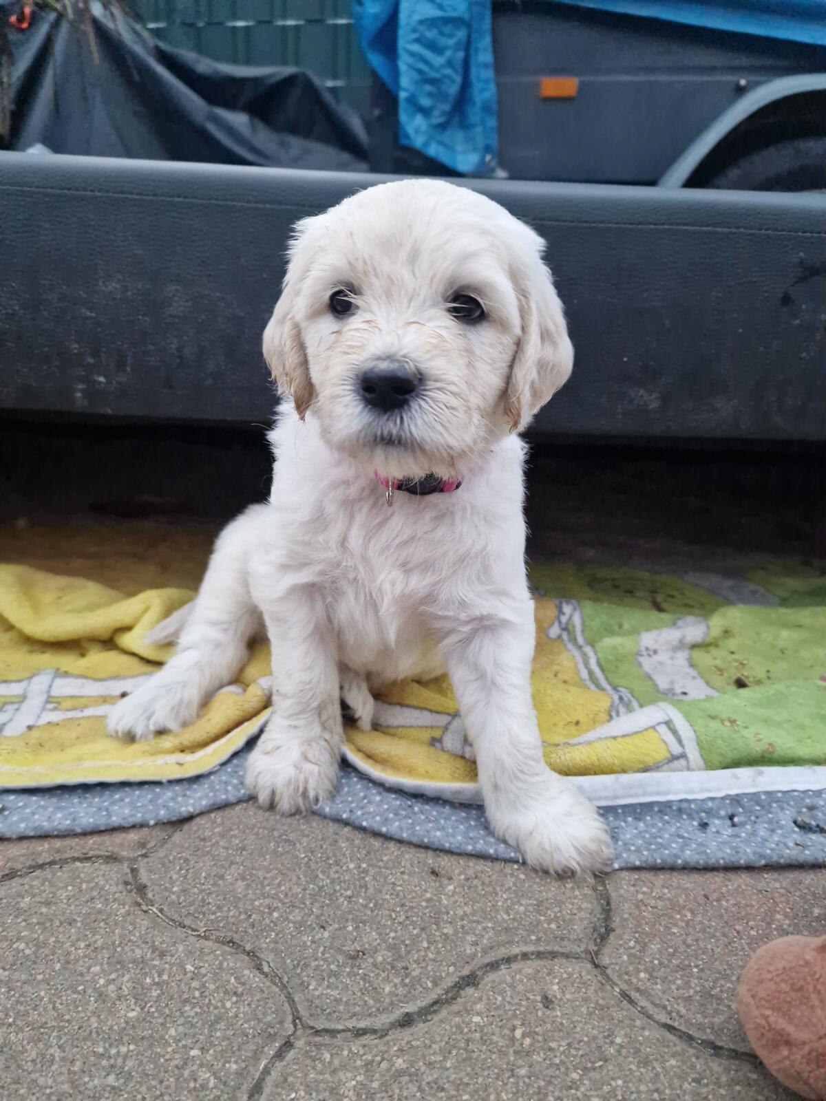Goldendoodle F1b Wurfankündigung 3