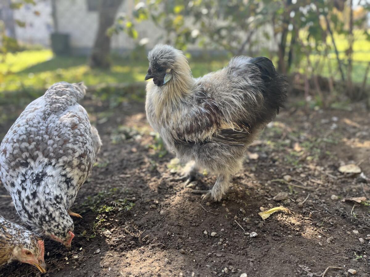 Schöner Seidenhahn sucht neues Zuhause 3