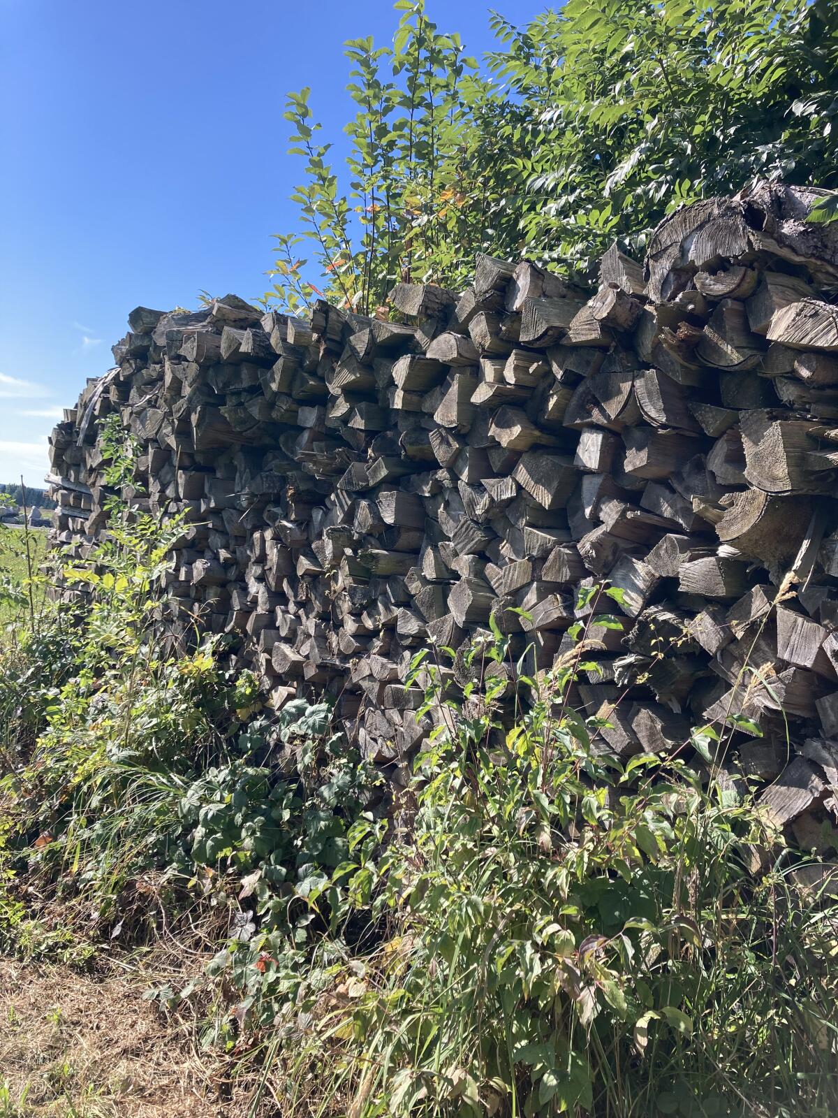 Brennholz 1