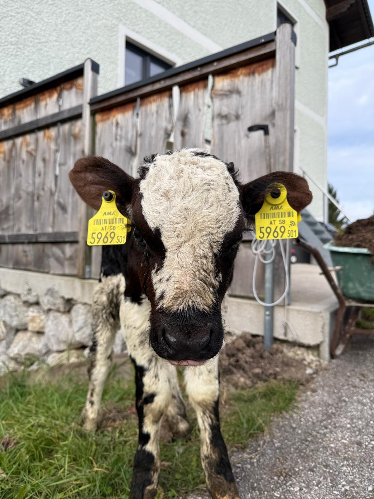 Bio Pustertaler Sprinzen Kalb 3
