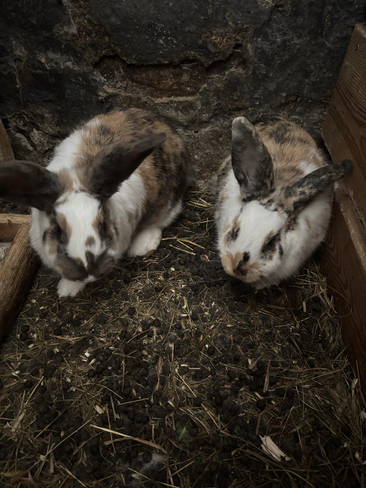Hasen/Kaninchen 2