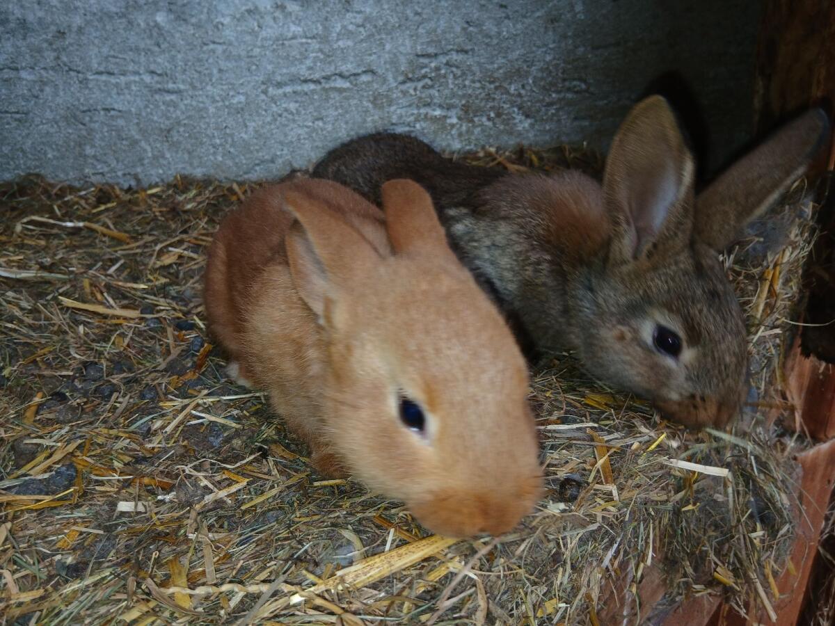 Hasen 2