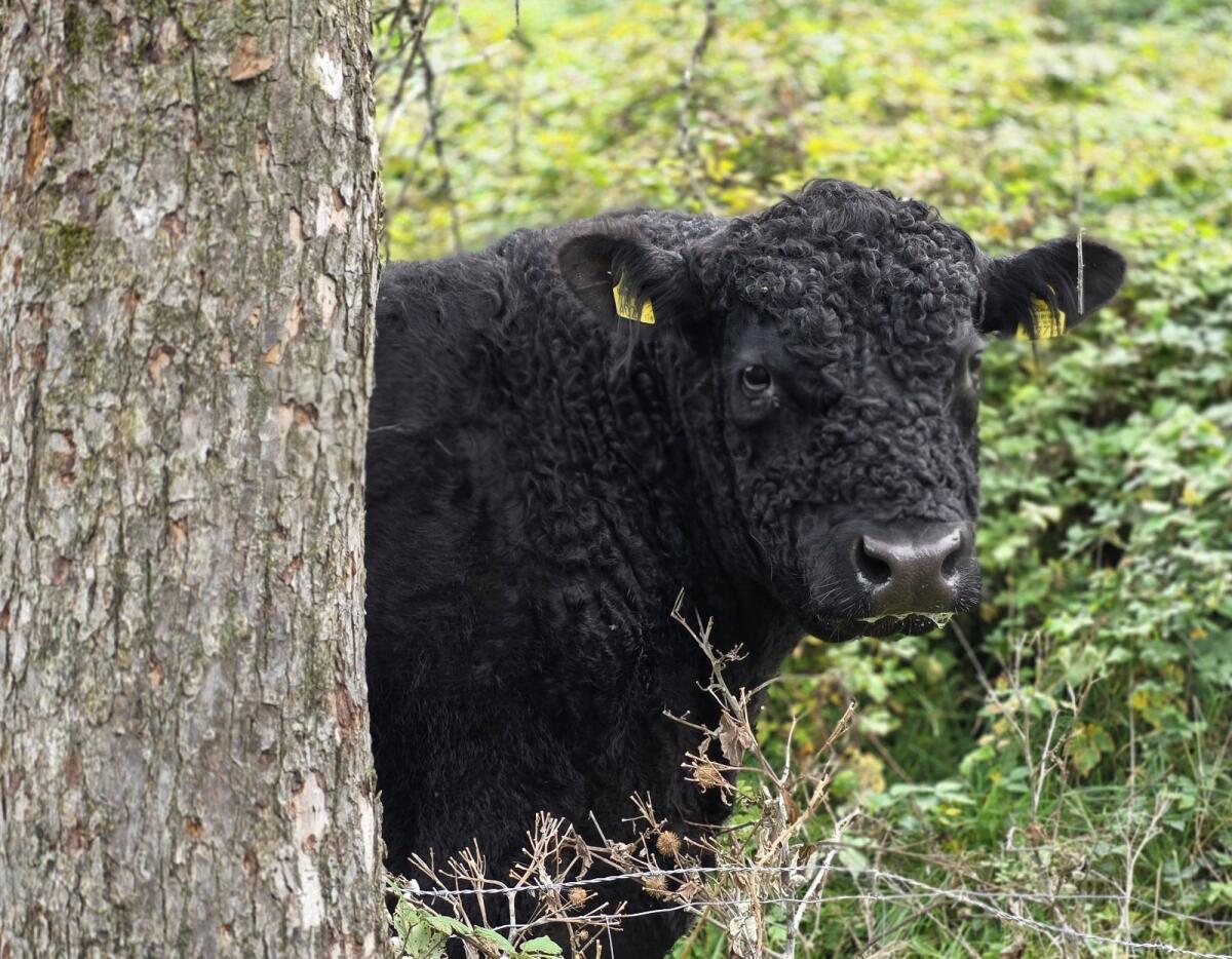 Galloway-Stier zum Tauschen oder Verkaufen 2